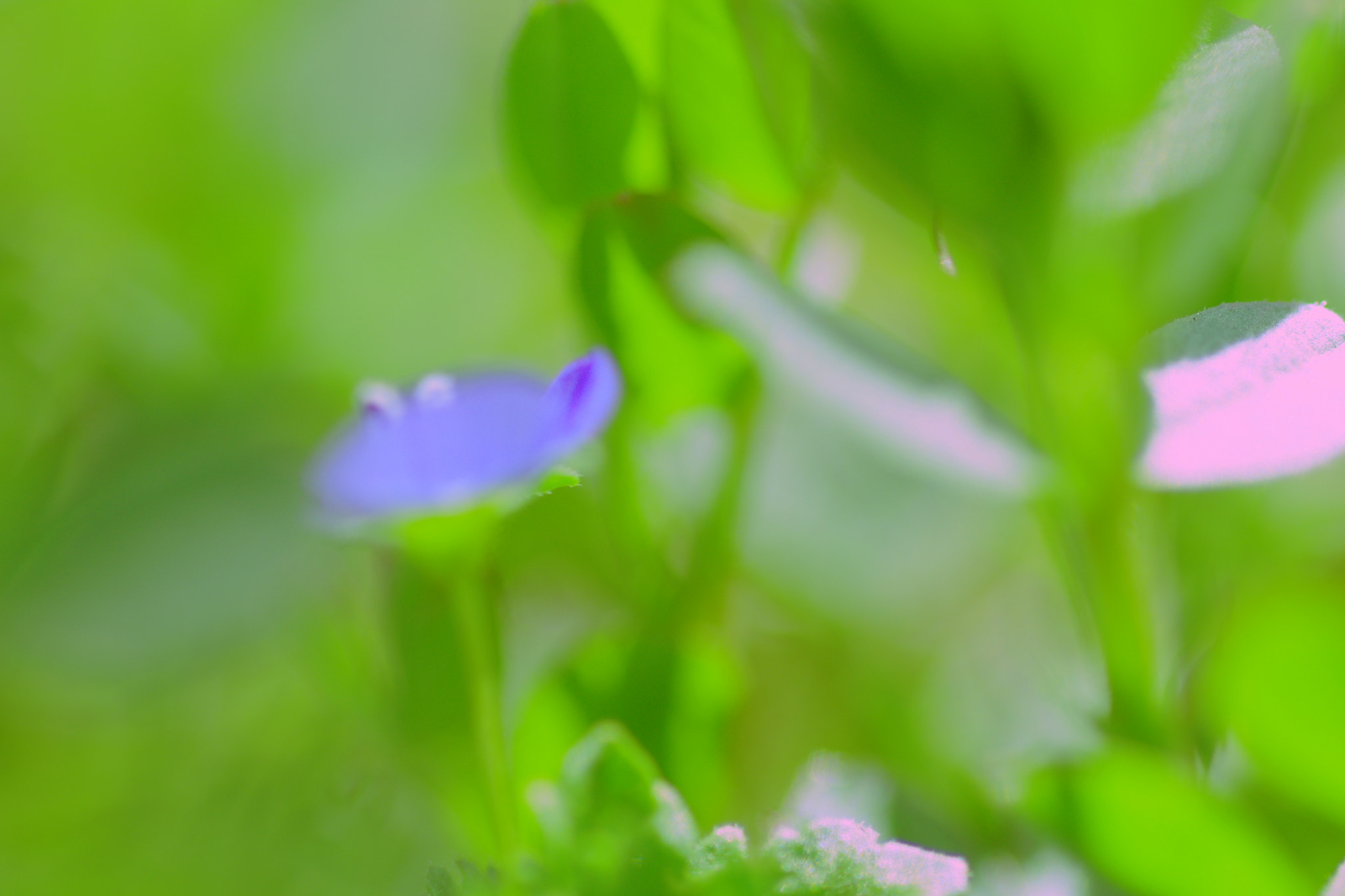 Pentax K-3 + Pentax smc D-FA 100mm F2.8 Macro WR sample photo. Blue photography