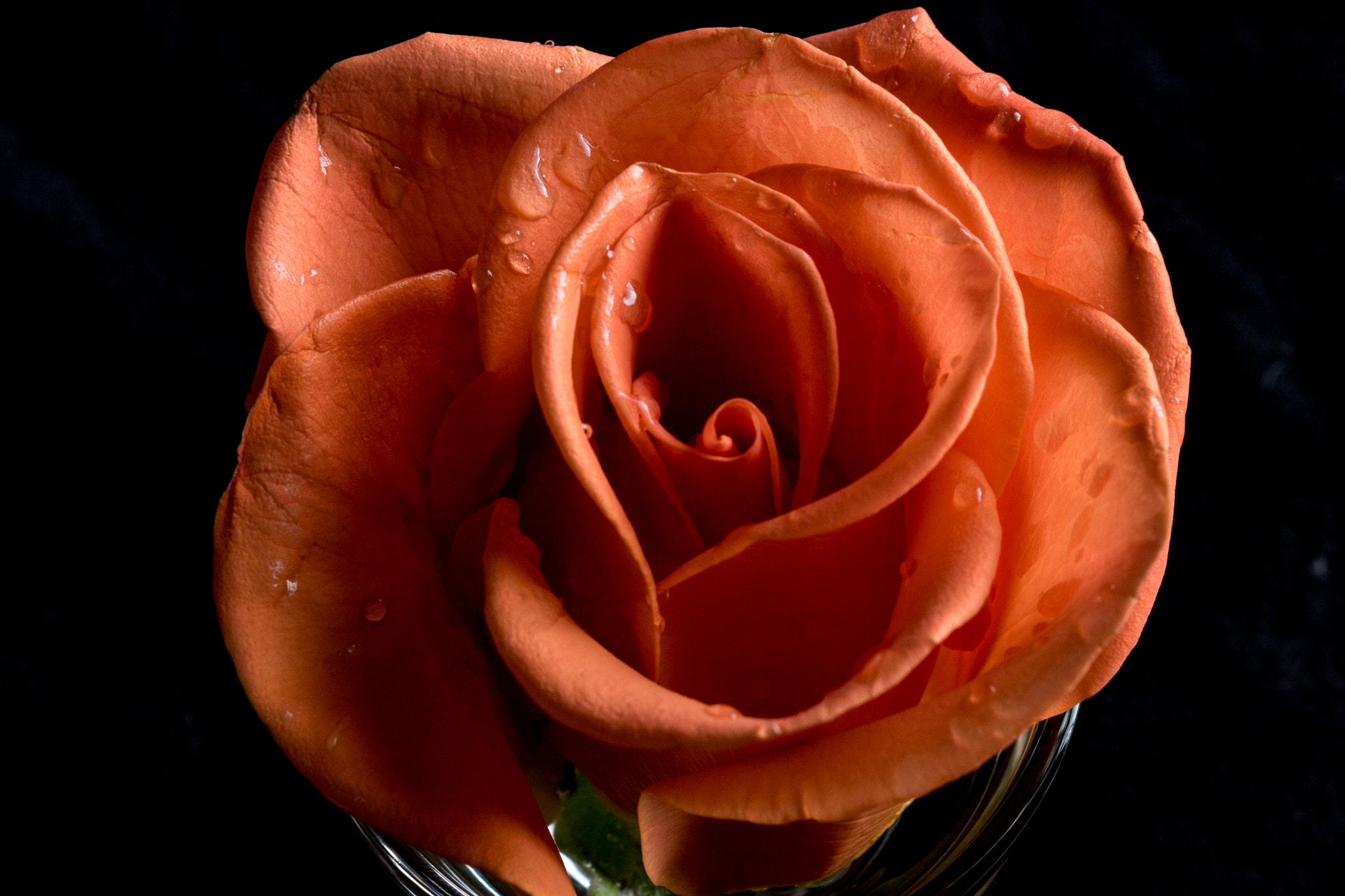 Canon EOS 750D (EOS Rebel T6i / EOS Kiss X8i) sample photo. Orange rose rain photography