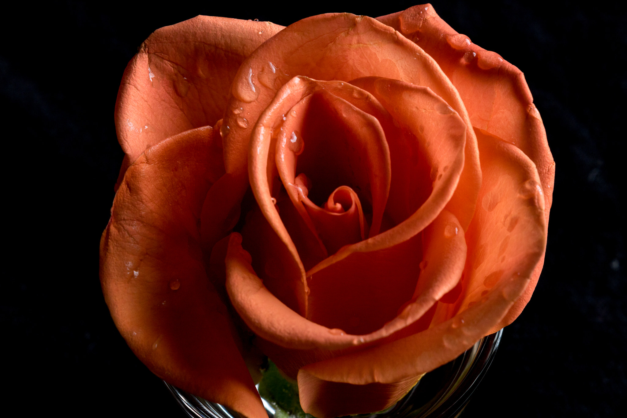 Canon EF 28-90mm f/4-5.6 sample photo. Orange rose rain photography