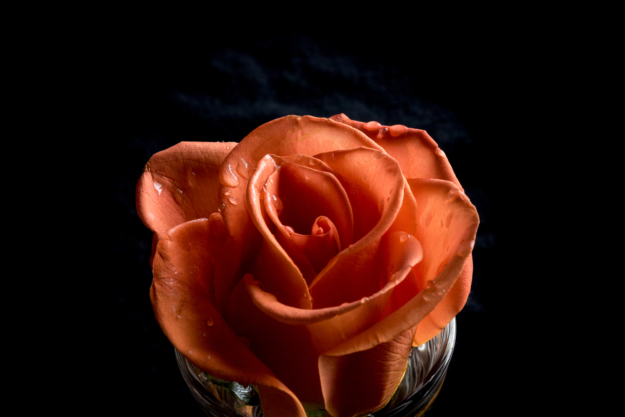 Canon EF 28-90mm f/4-5.6 sample photo. Orange rose tears photography