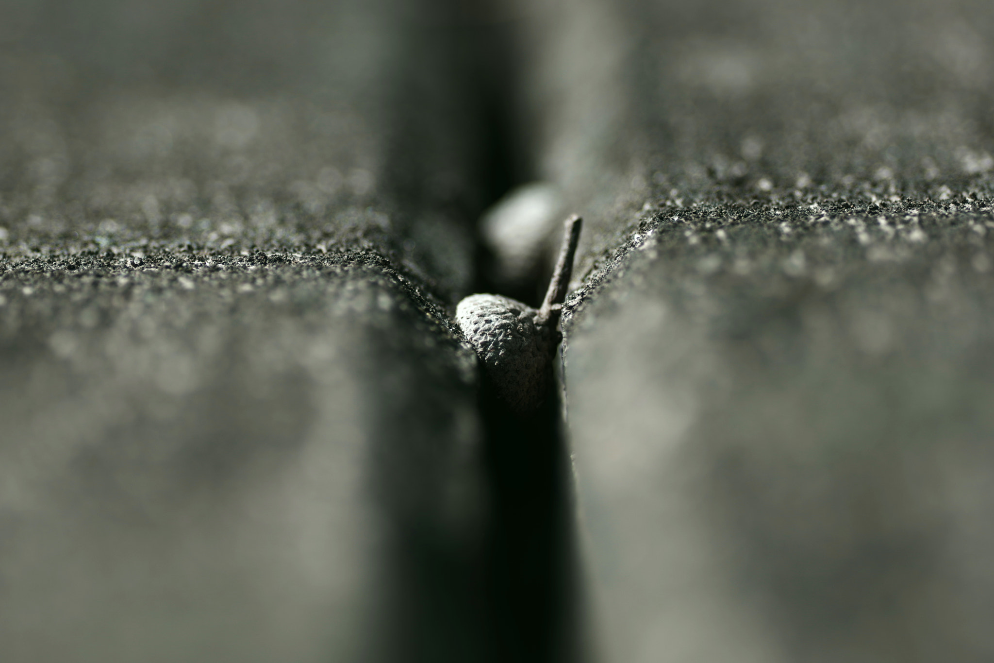 Pentax smc D-FA 100mm F2.8 Macro WR sample photo. Wait photography