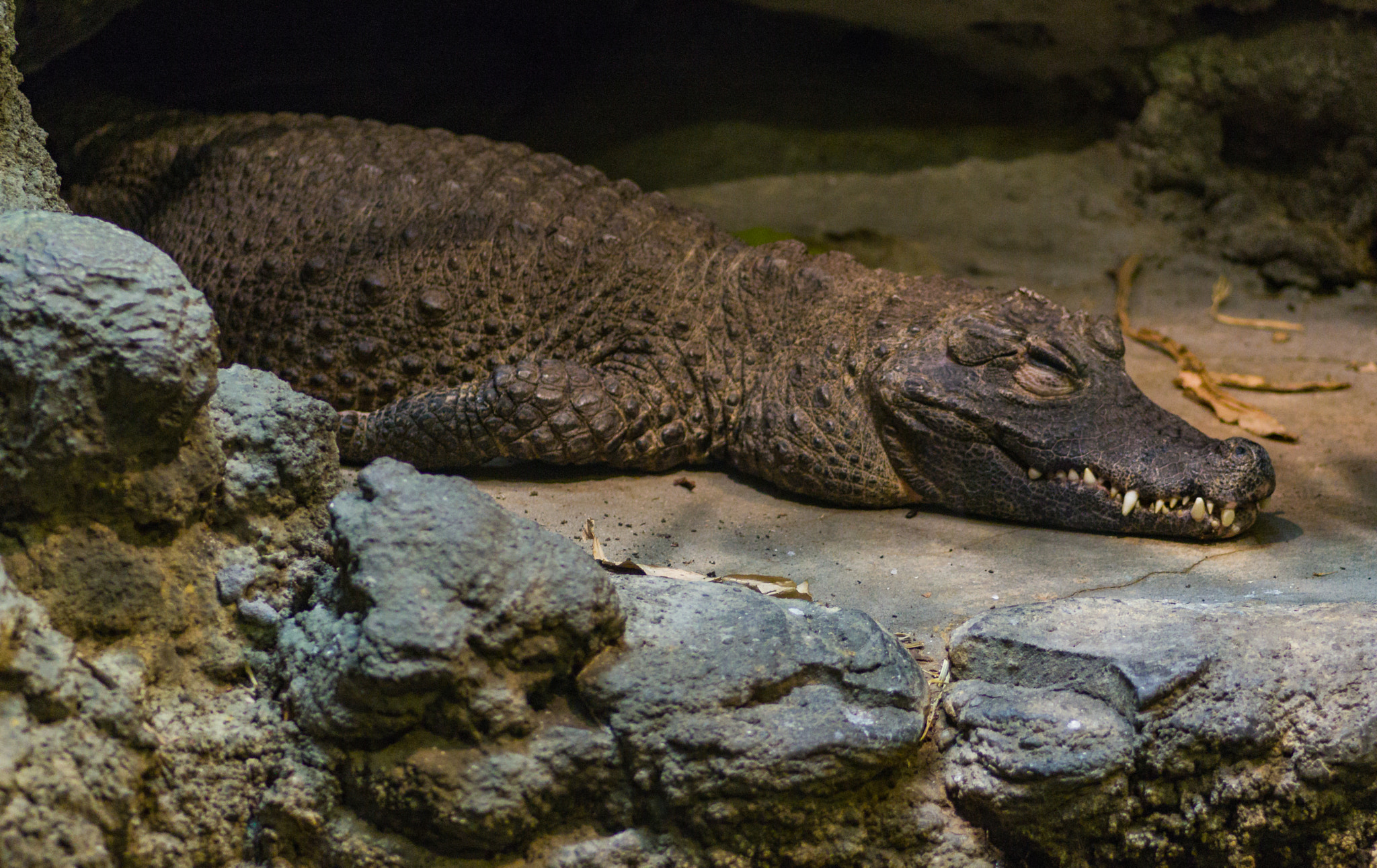 Pentax K-3 II sample photo. Pygmy crocodile photography