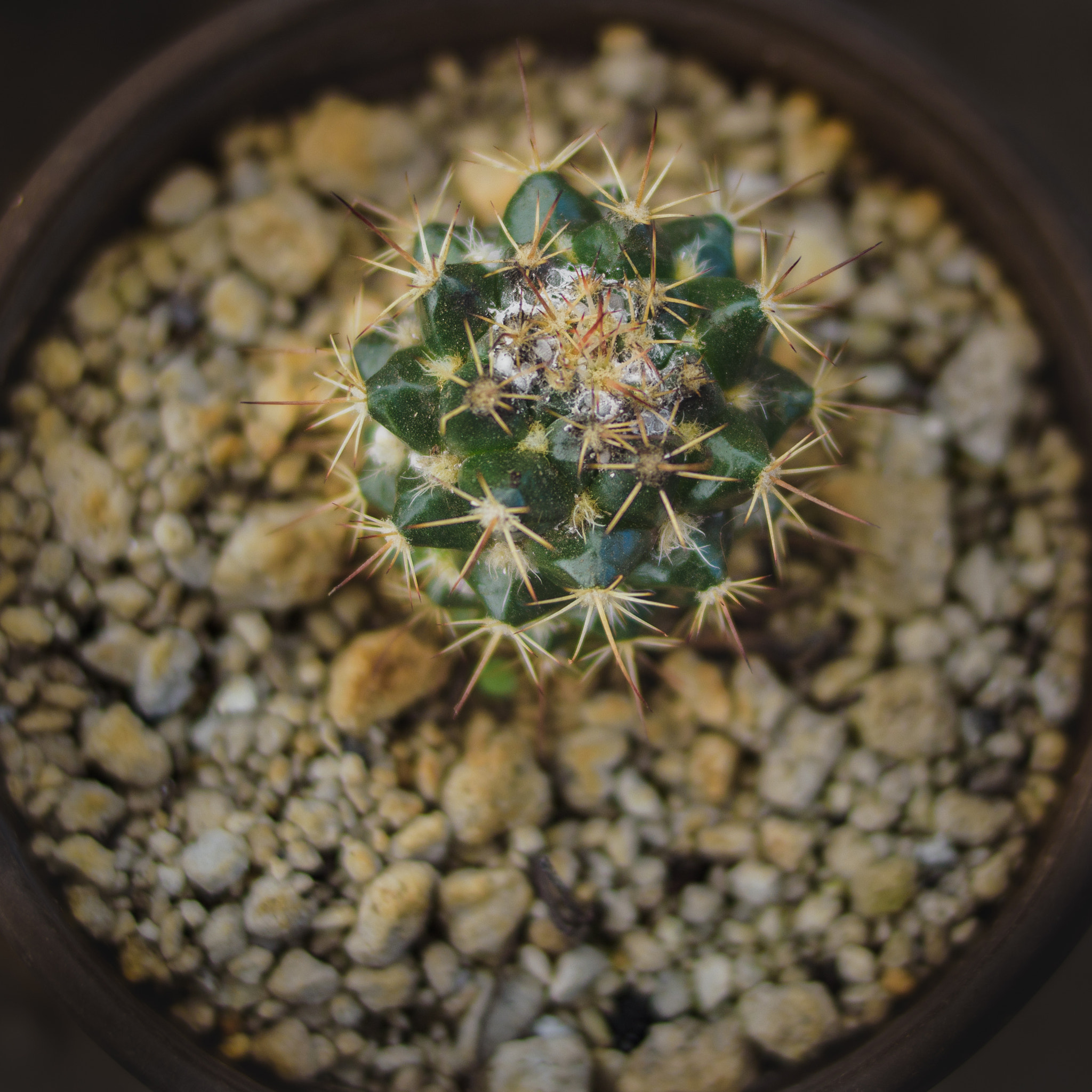 Nikon D5500 + Nikon AF-S DX Nikkor 35mm F1.8G sample photo. Mini cactus photography