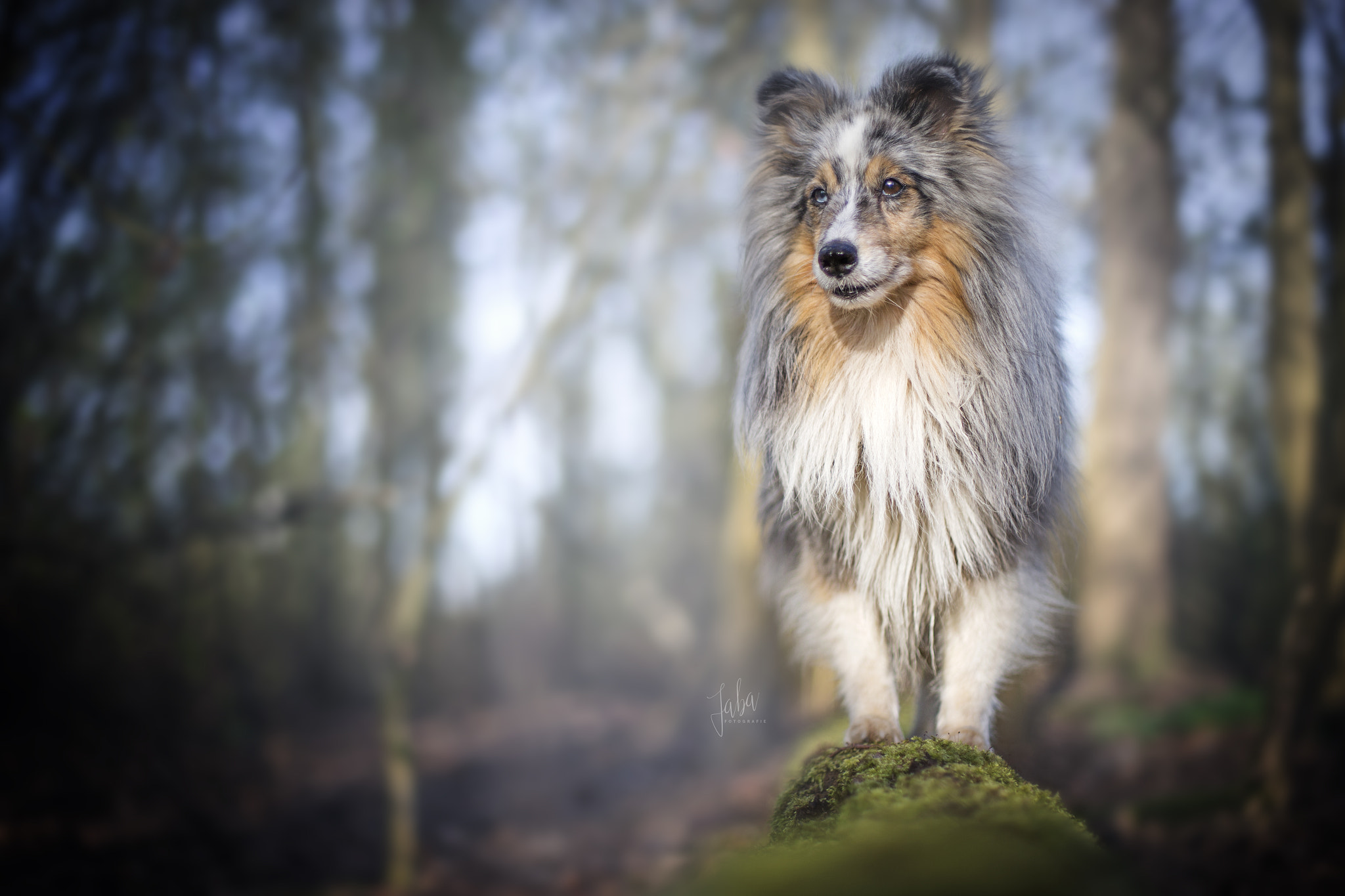 Canon EOS-1D X sample photo. Sheltie photography