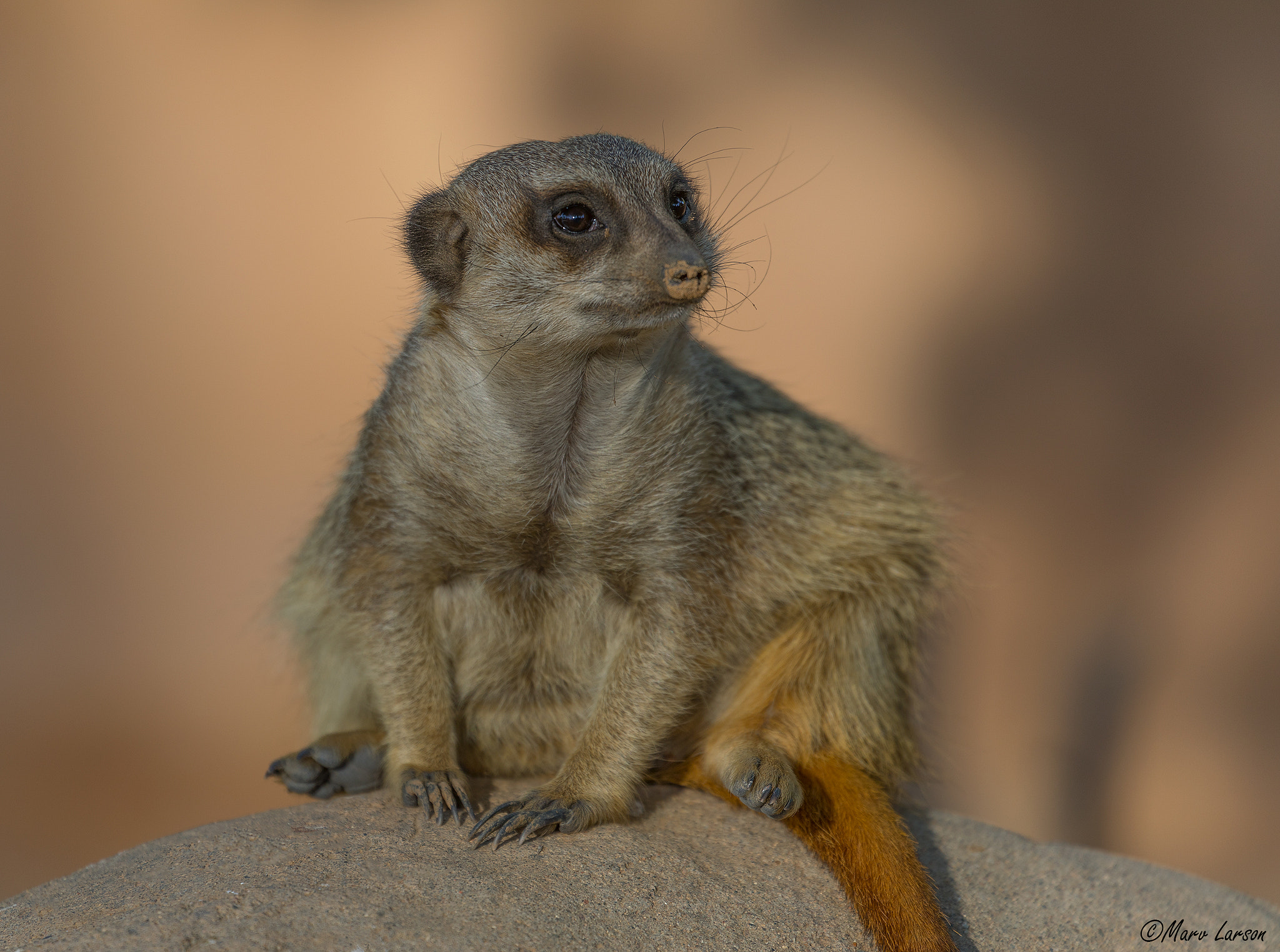 Canon EF 70-300mm F4-5.6L IS USM sample photo. Meerkat photography