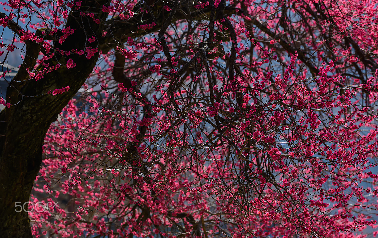 Nikon AF-Nikkor 80-200mm F2.8D ED sample photo. 홍매화  red mash photography