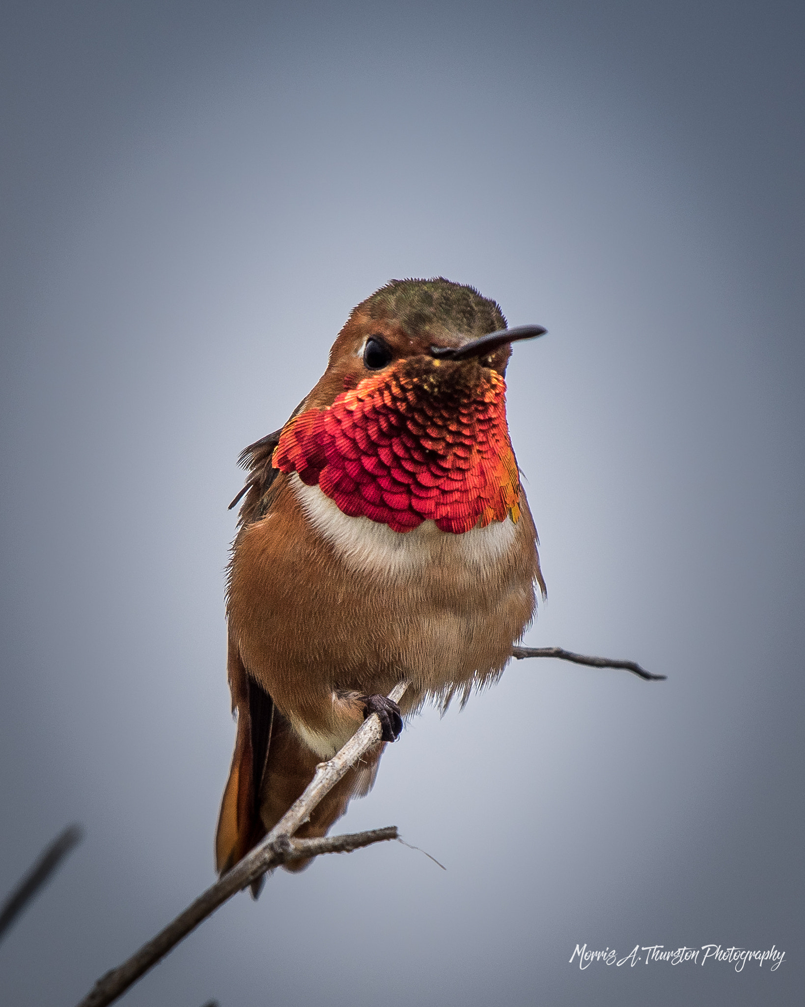 Nikon D810 sample photo. Allen's hummingbird photography