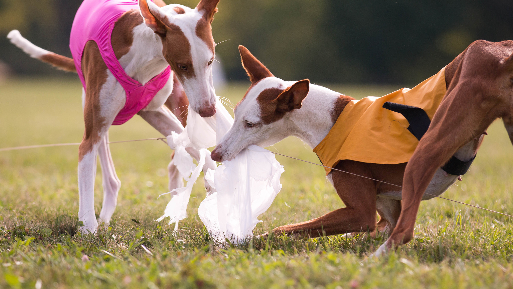 Canon EF 70-200mm F2.8L IS II USM sample photo. Ibizan hounds photography
