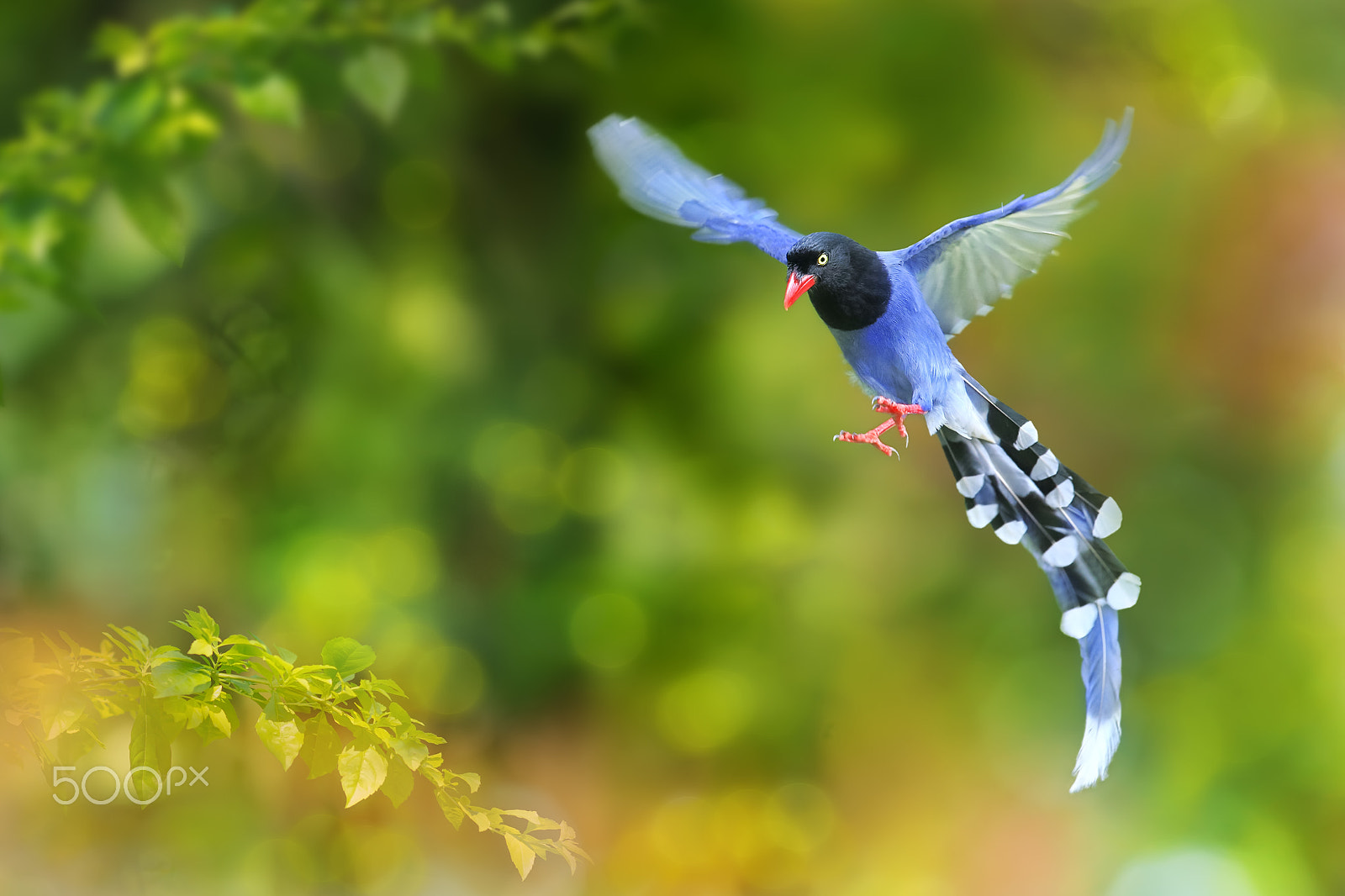 Canon EF 300mm F2.8L IS USM sample photo. Blue magpie landing photography
