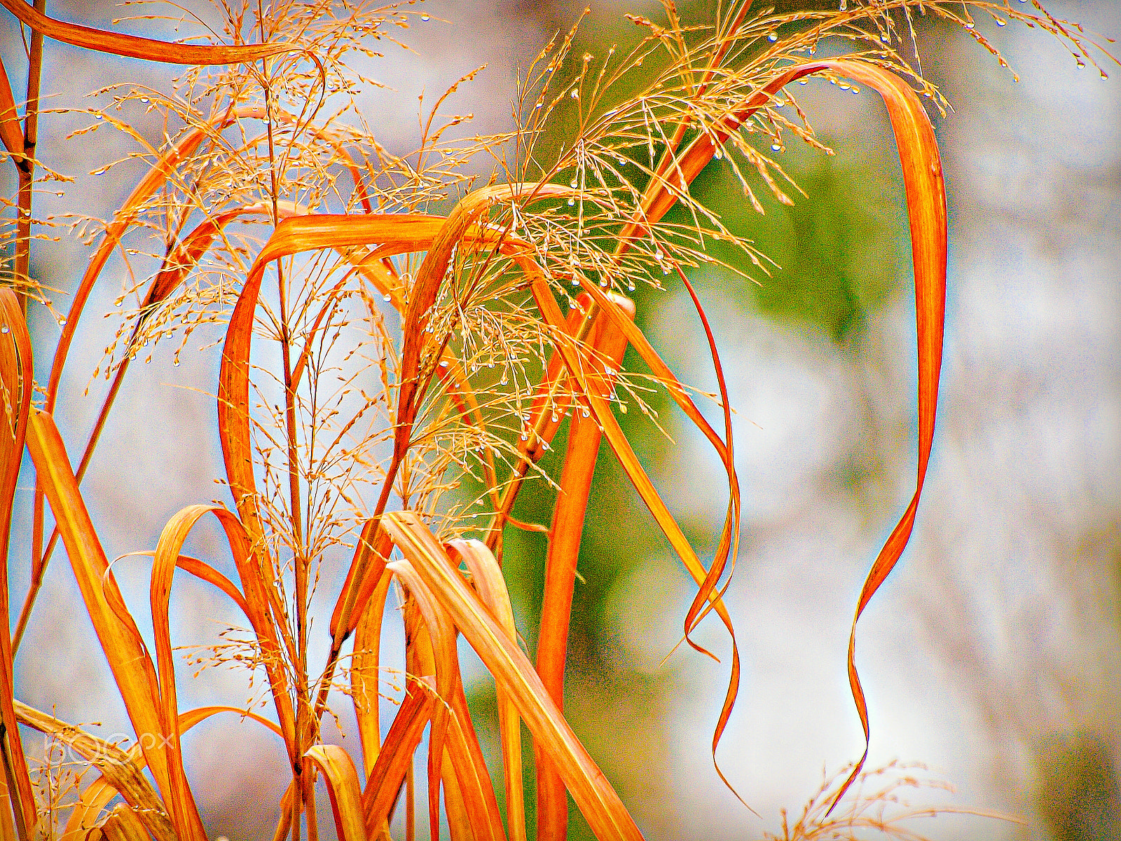 Olympus E-620 (EVOLT E-620) + Olympus Zuiko Digital ED 70-300mm F4.0-5.6 sample photo. Winter beauties photography