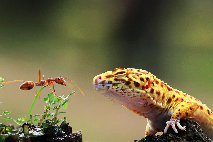 Canon EF 100mm F2.8L Macro IS USM sample photo. Chameleon , ant , friendship photography