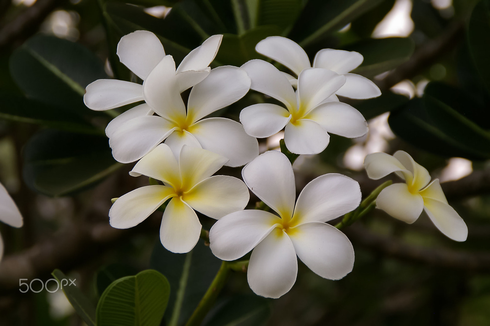 Pentax *ist DS sample photo. Flowers photography