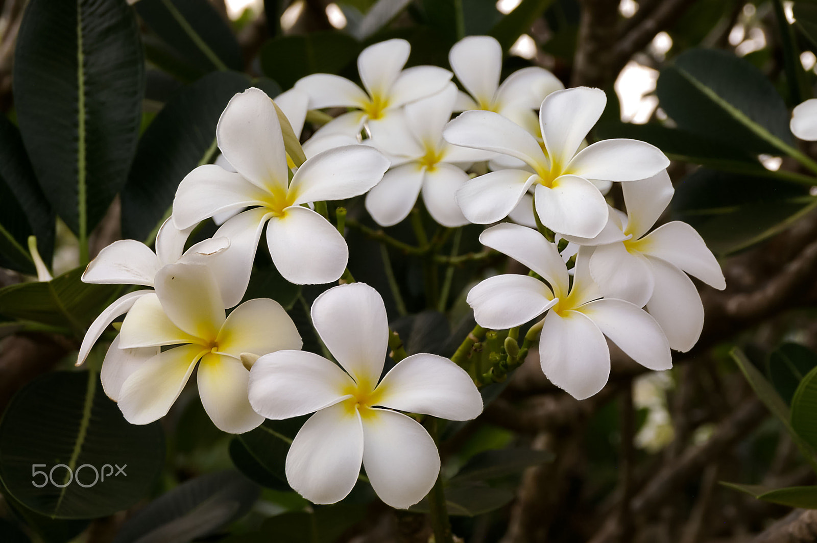 Tamron AF 18-200mm F3.5-6.3 XR Di II LD Aspherical (IF) Macro sample photo. Flowers photography