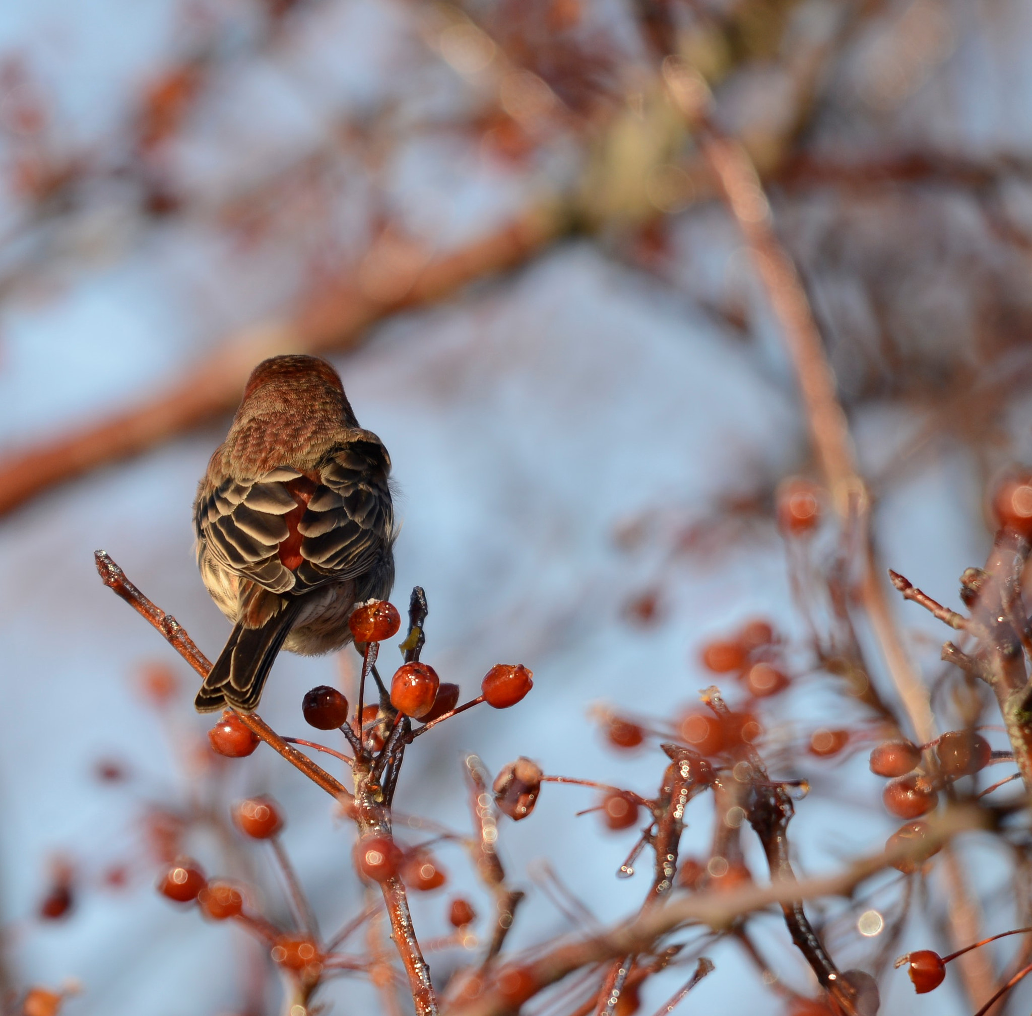 Sigma 120-400mm F4.5-5.6 DG OS HSM sample photo. Xmas day 2016 photography