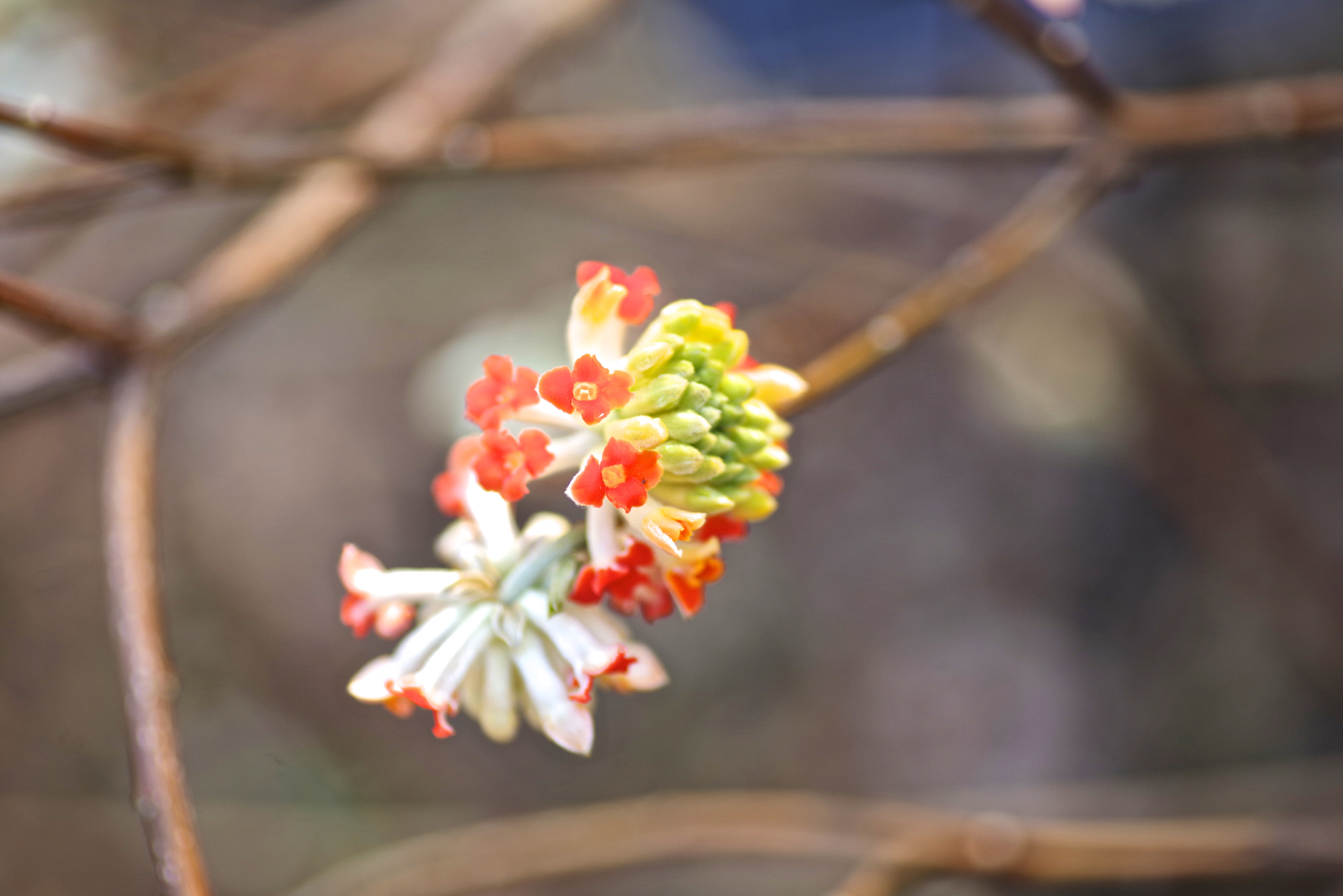 Tamron SP AF 90mm F2.8 Di Macro sample photo. Edgeworthia photography