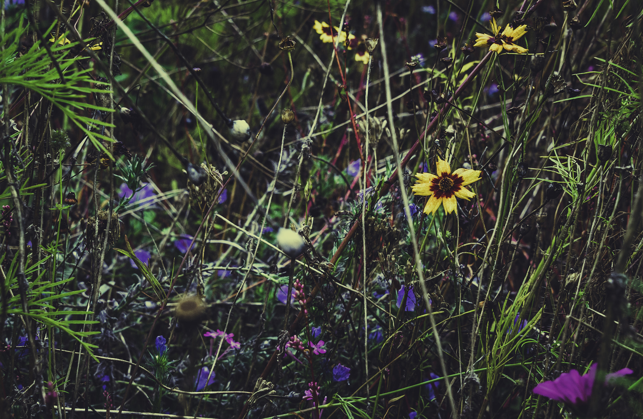 Nikon D600 sample photo. Wild flowers photography