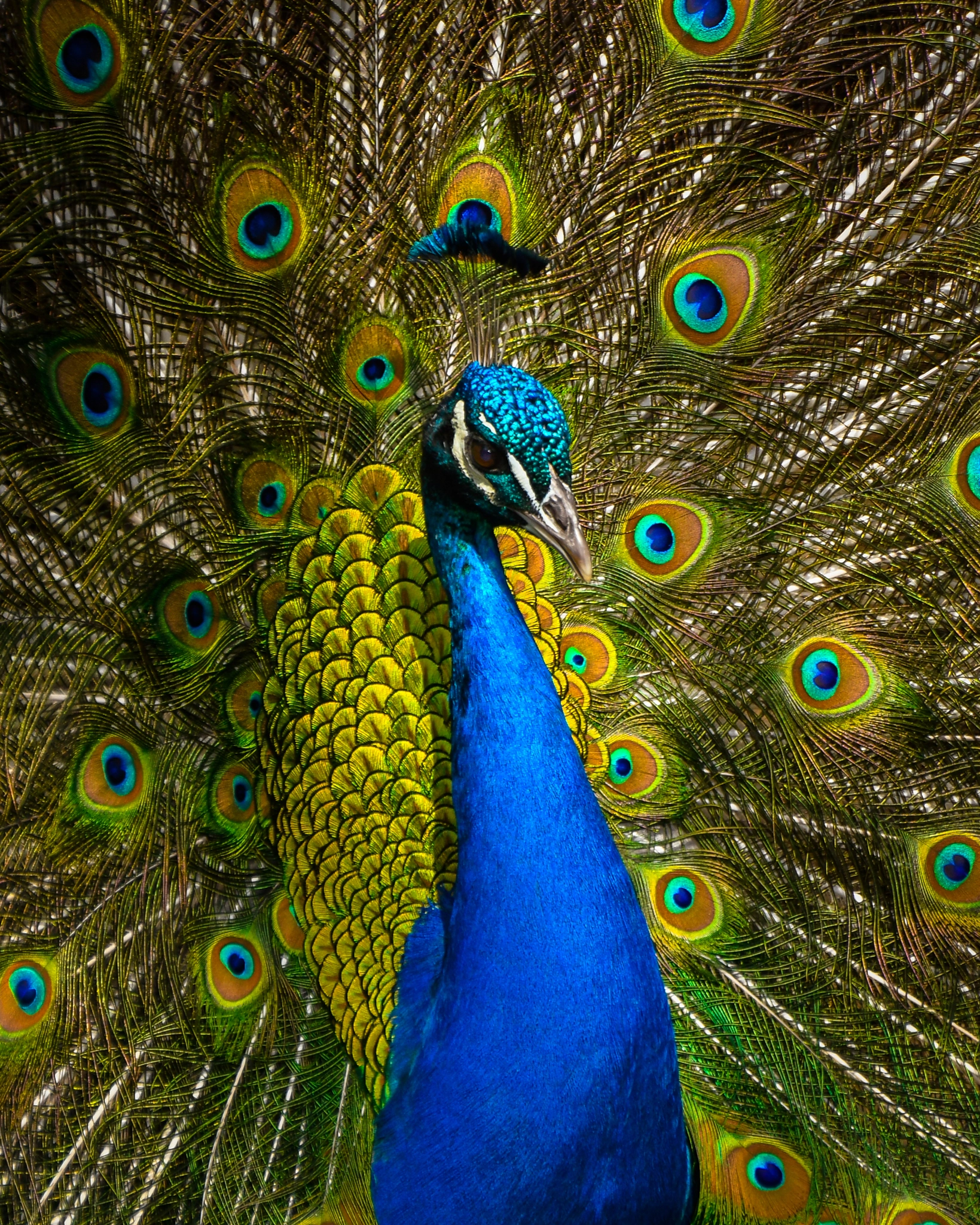 Nikon D500 sample photo. Peacock struts photography
