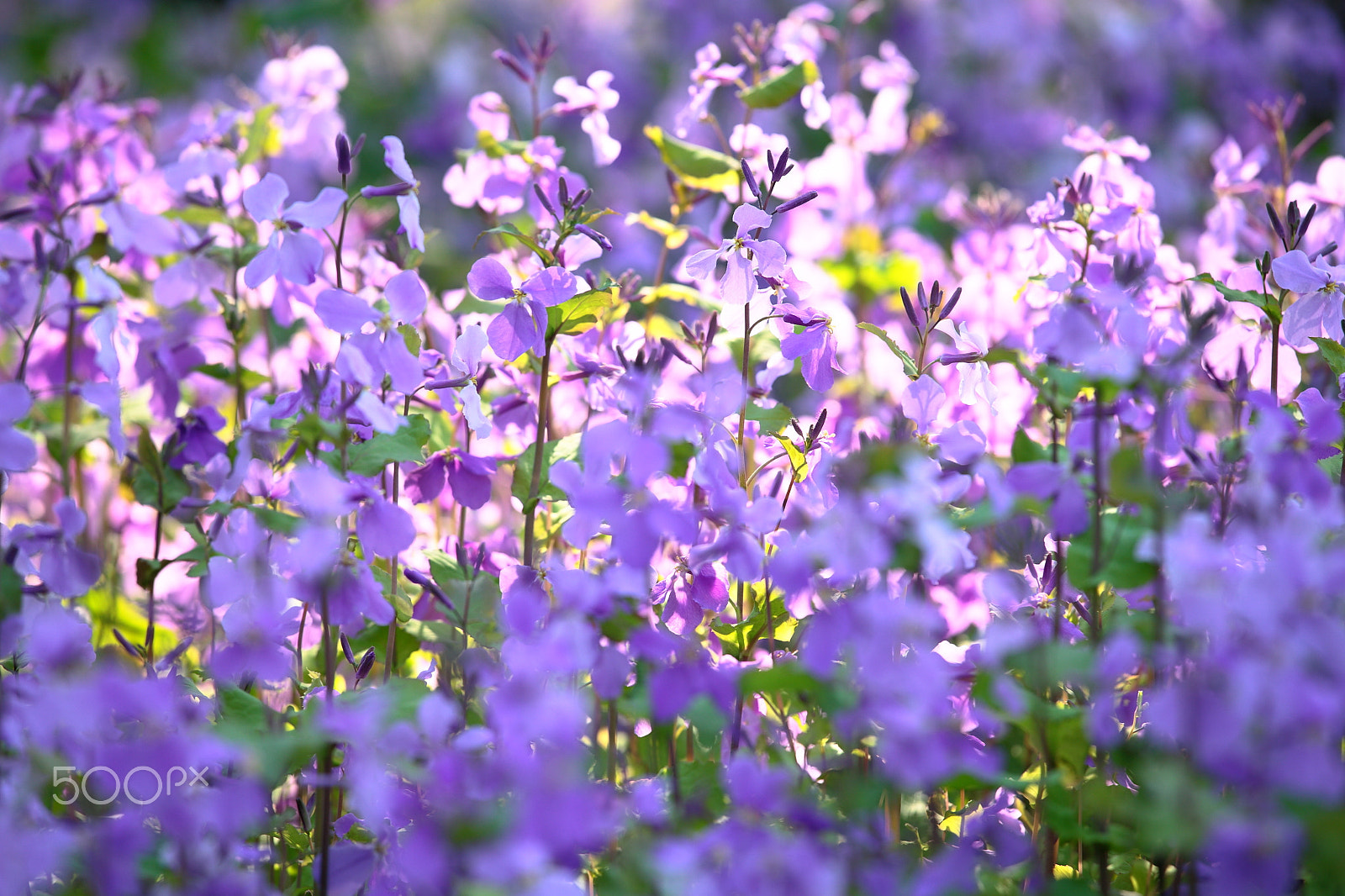 Canon EF 70-200mm F4L IS USM sample photo. Spring_1 photography