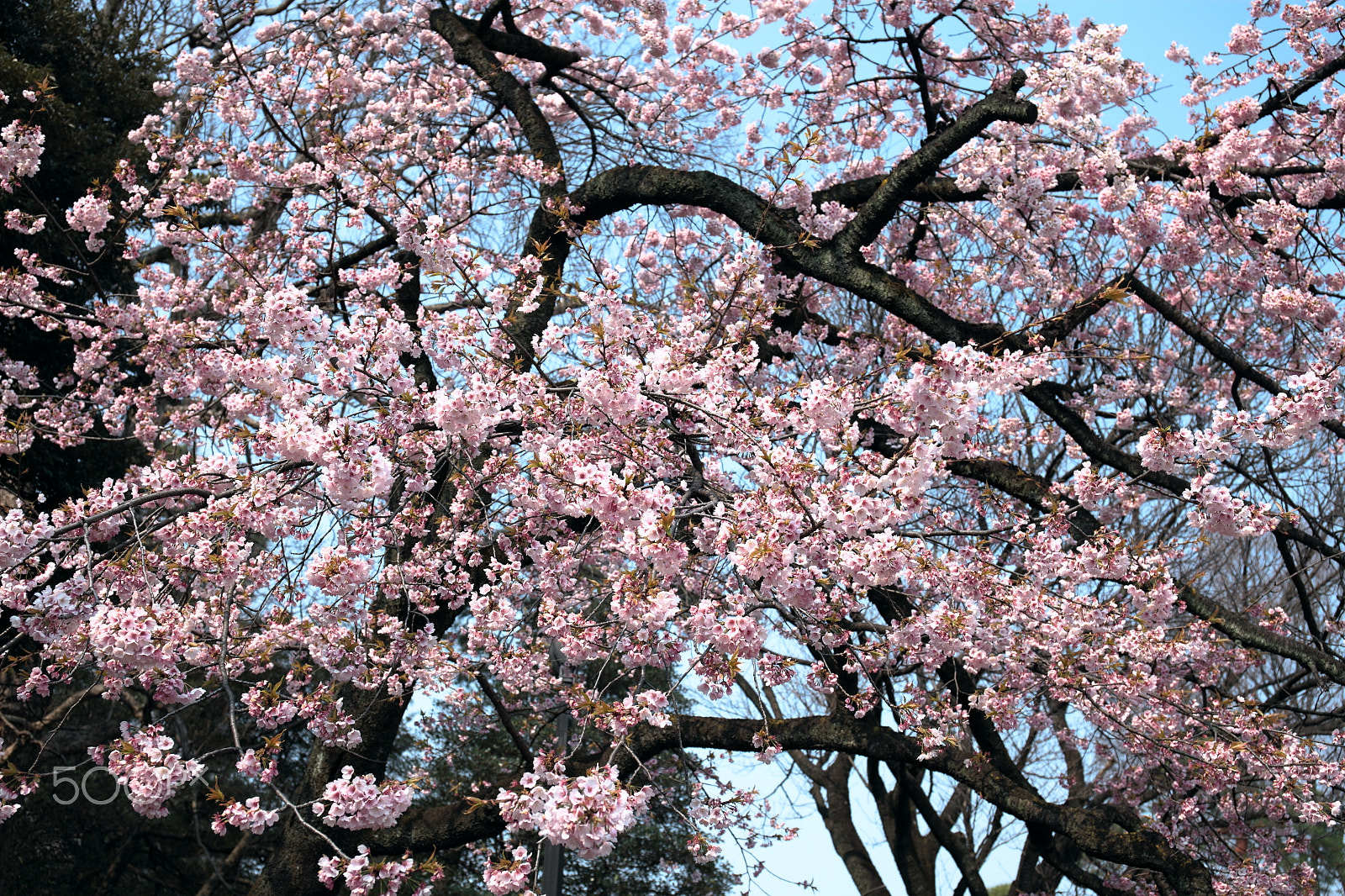 Canon EOS 5D Mark II + Canon EF 24-70mm F4L IS USM sample photo. Cherry blossom photography