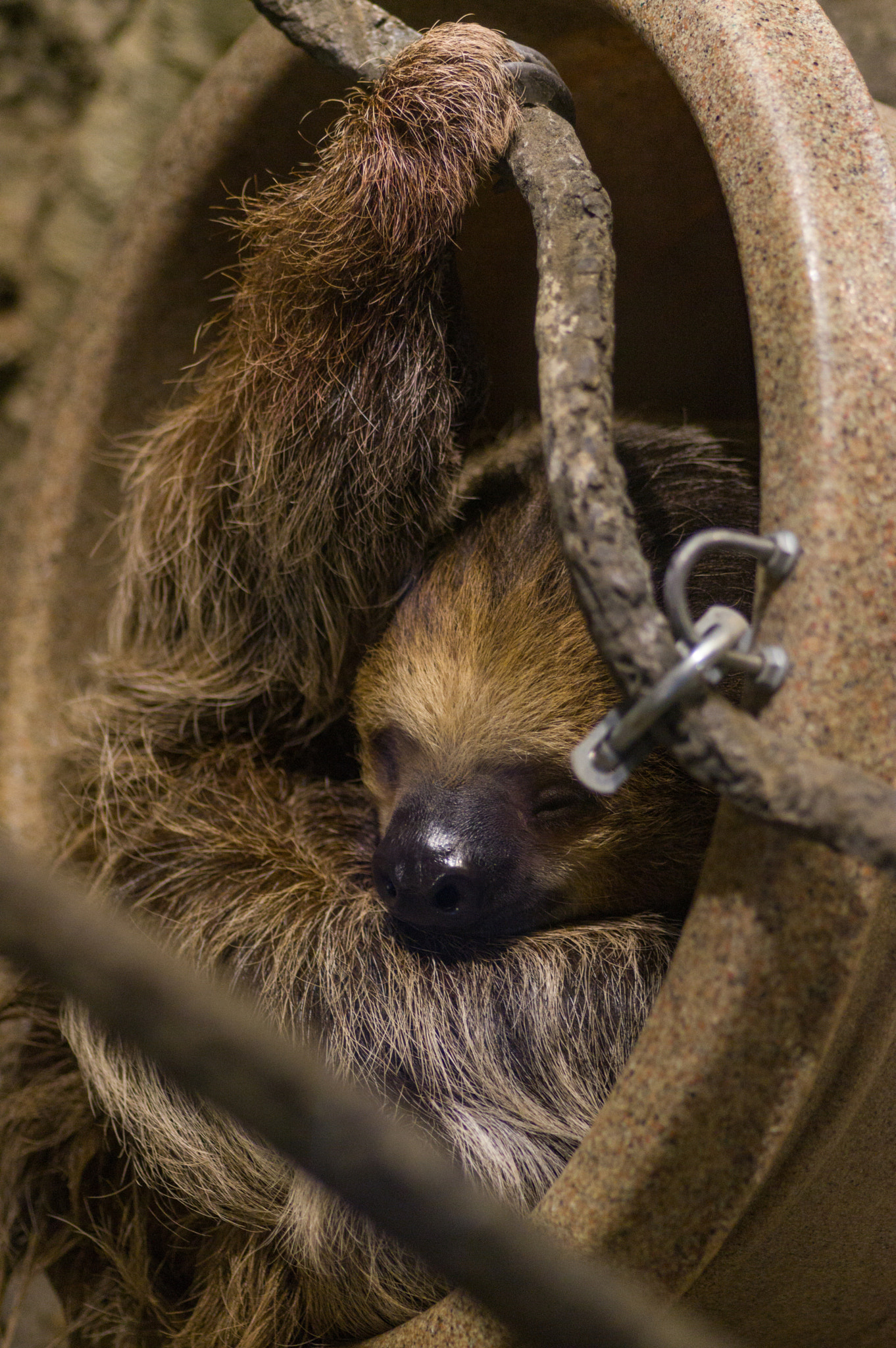 Pentax K-3 II + Pentax smc D-FA 100mm F2.8 Macro WR sample photo. Sloth photography