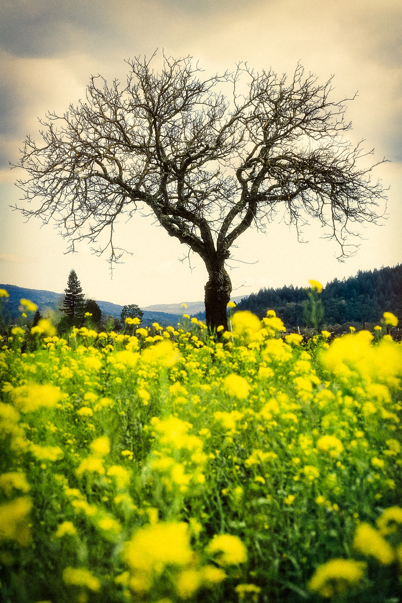 Fujifilm XF 55-200mm F3.5-4.8 R LM OIS sample photo. Guardian of the gold photography