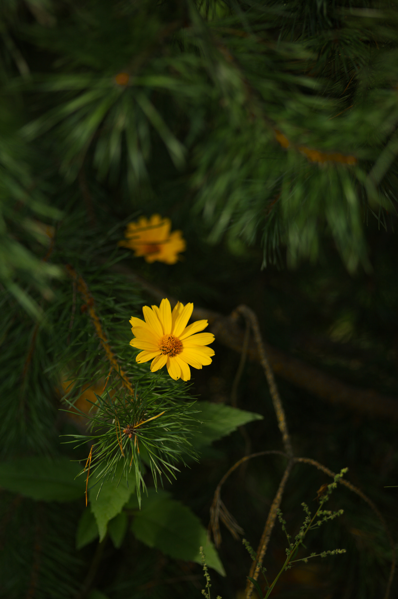 Canon EOS 5D + Sigma 105mm F2.8 EX DG Macro sample photo. Img_2974.jpg photography