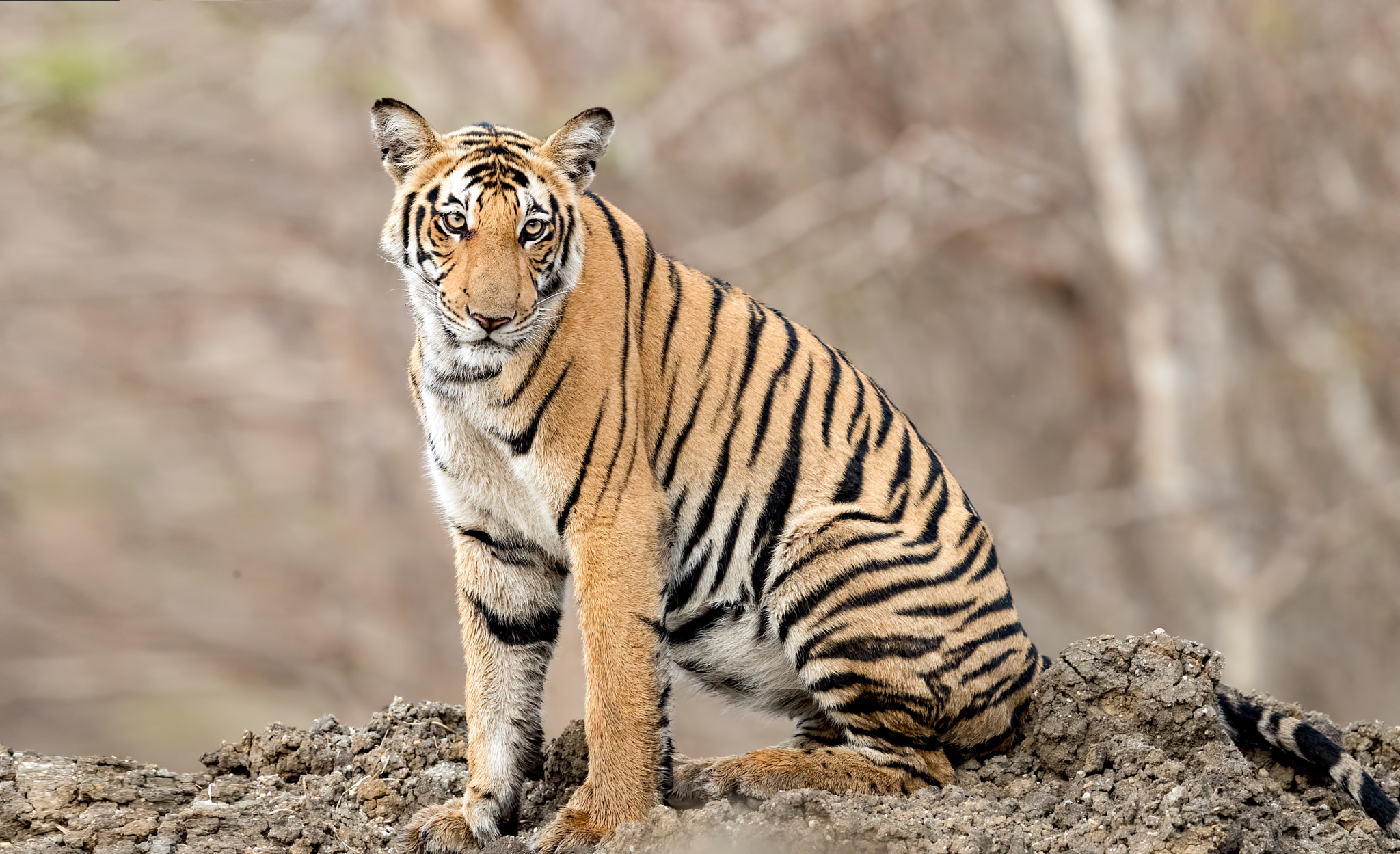 Canon EOS-1D X Mark II + Canon EF 600mm F4L IS II USM sample photo. Tiger tank cub photography