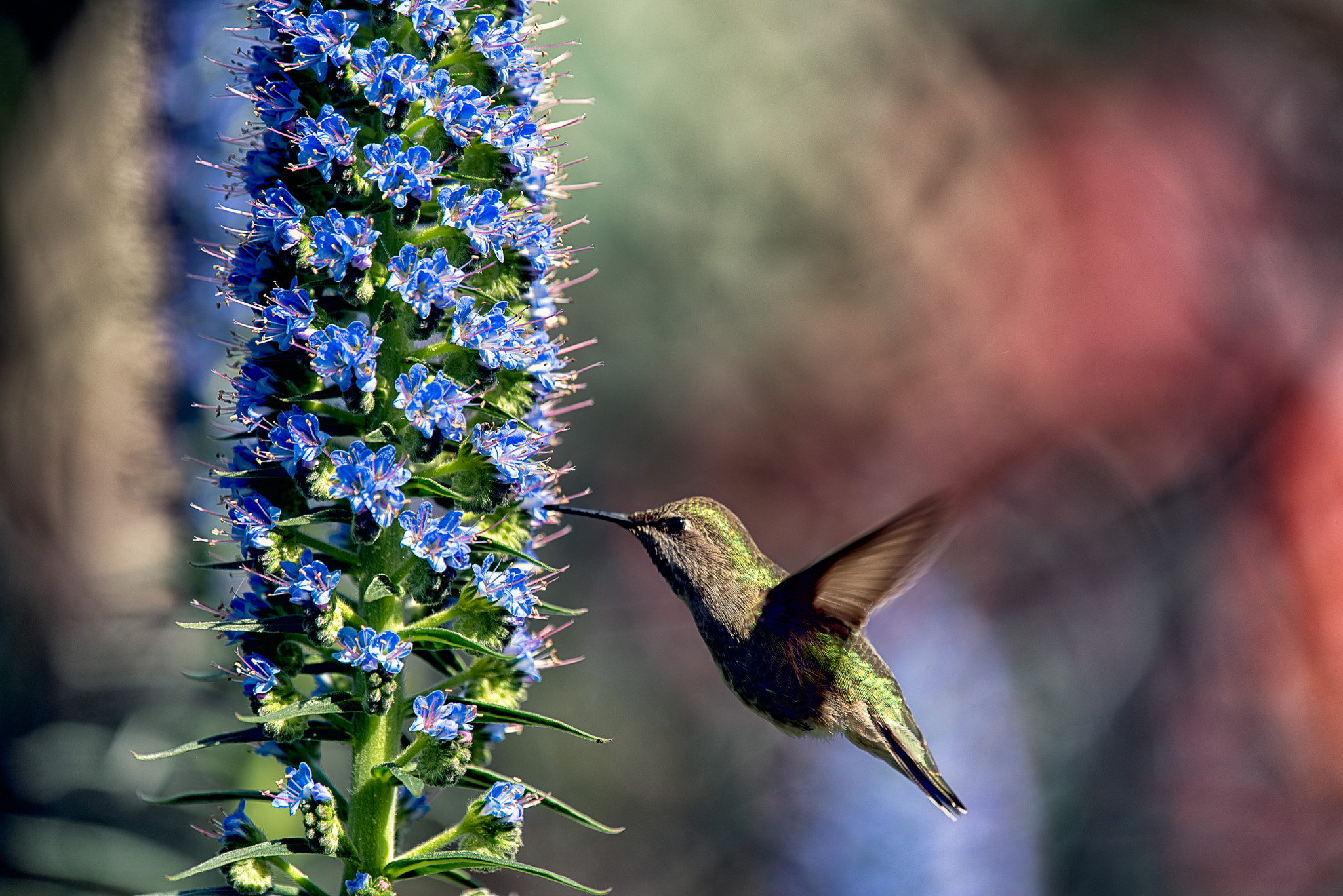 Nikon Nikkor AF-S 300mm F4E PF ED VR sample photo. Hummingbird photography
