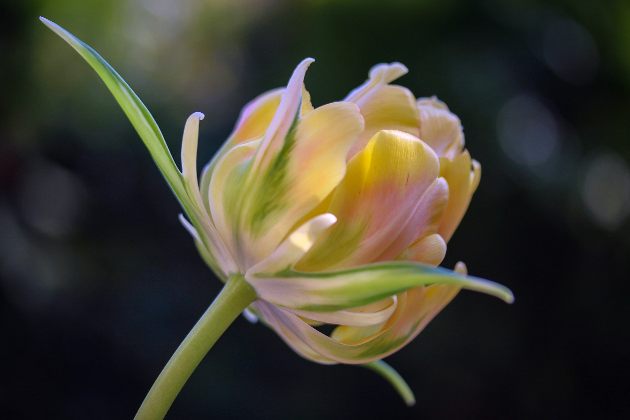 Canon EOS 760D (EOS Rebel T6s / EOS 8000D) + Canon EF-S 60mm F2.8 Macro USM sample photo. My name is 'daybreak' photography