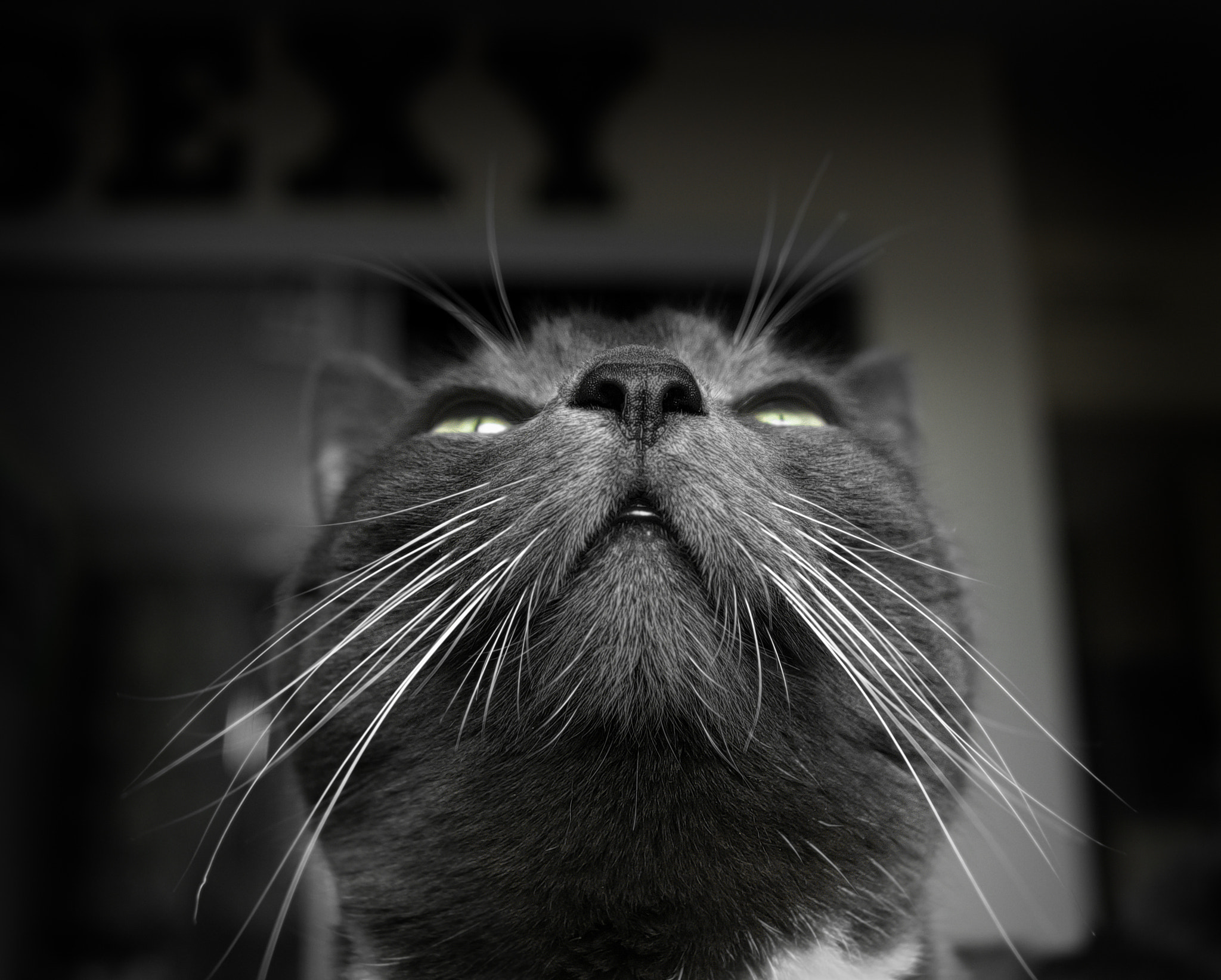 Pentax K-5 IIs sample photo. Scritches photography