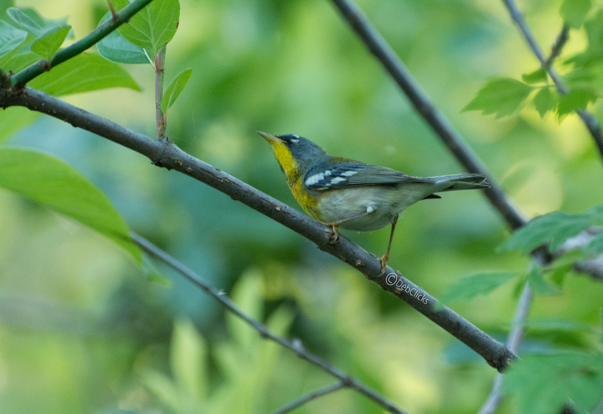 Nikon D7100 + Nikon AF-S Nikkor 70-300mm F4.5-5.6G VR sample photo. Northern parula photography