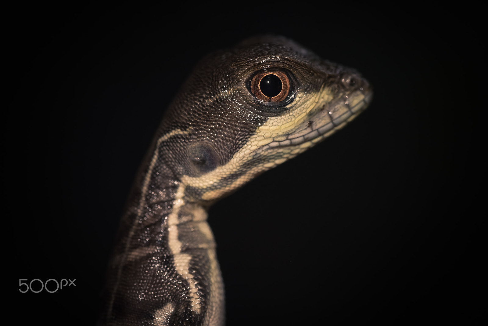 Sigma 105mm F2.8 EX DG OS HSM sample photo. Water walking lizard photography