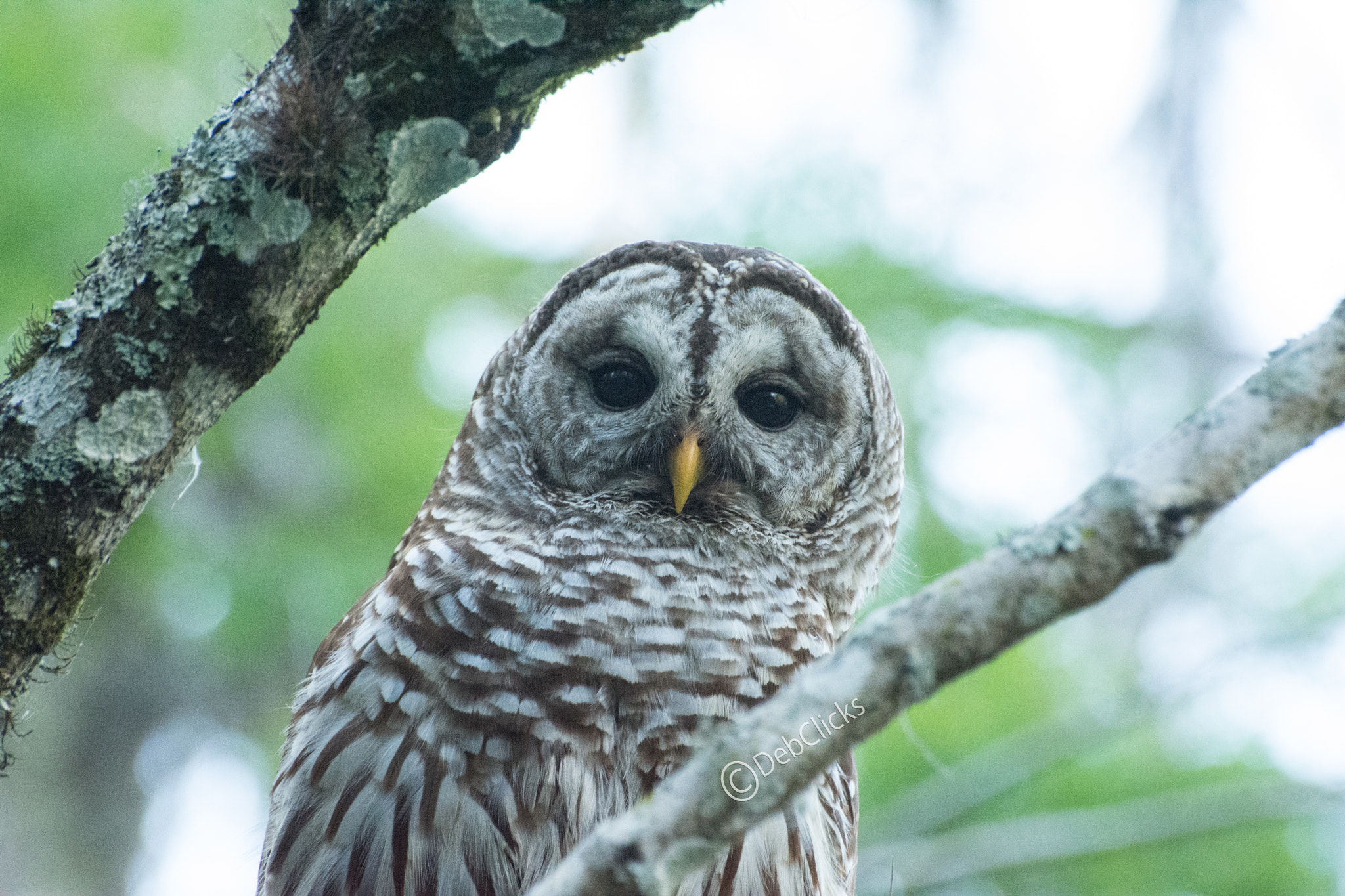 Nikon D7100 sample photo. Barred owl photography