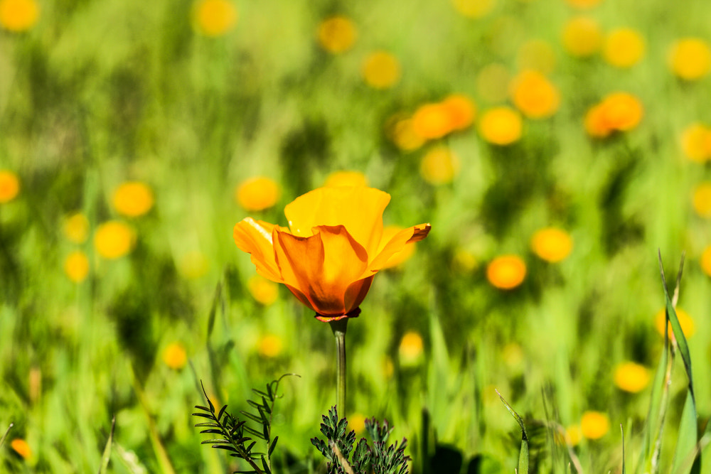 Canon EOS 7D sample photo. A lone poppy in a sea of calendula photography