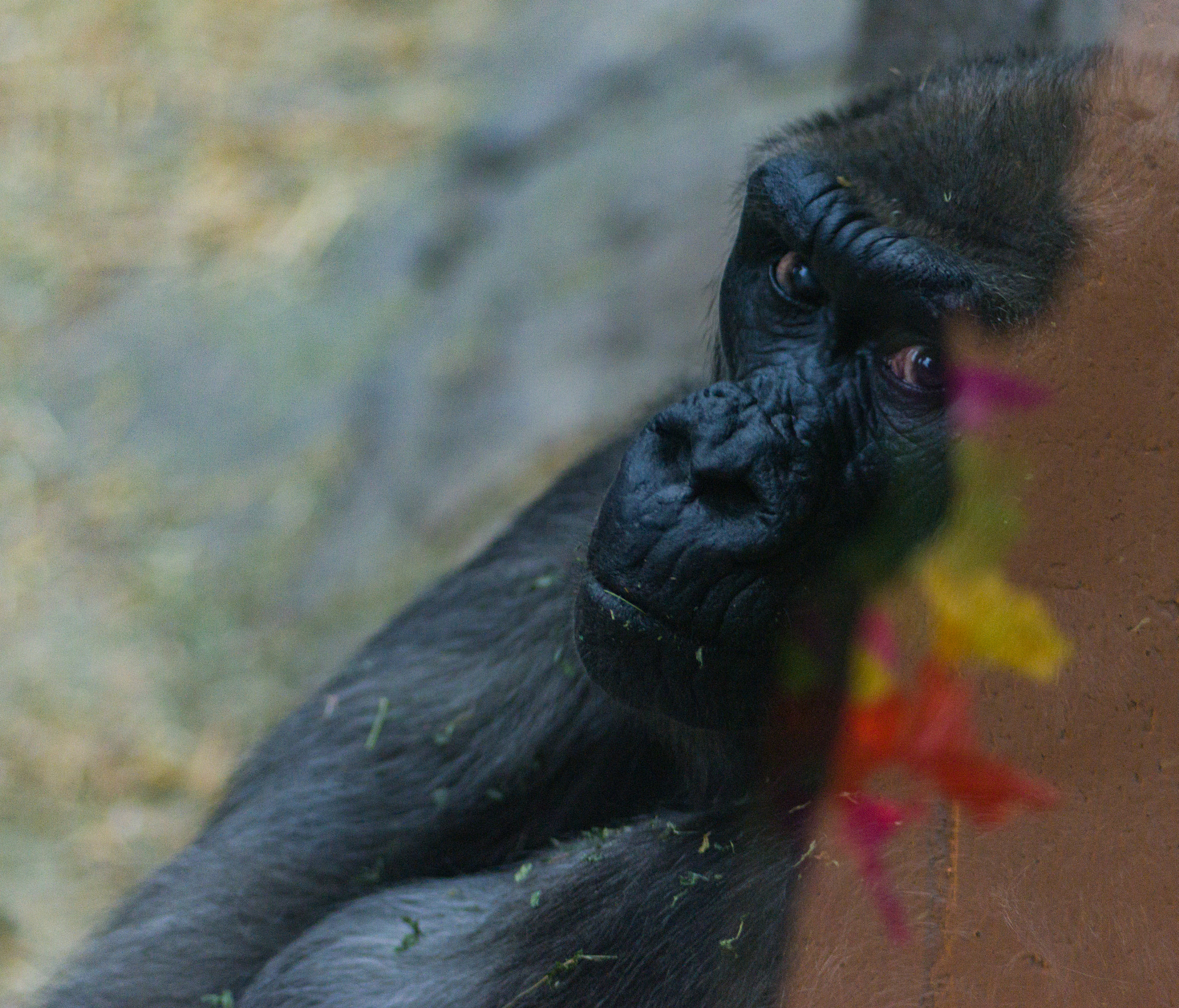 Pentax smc D-FA 100mm F2.8 Macro WR sample photo. Gorilla photography