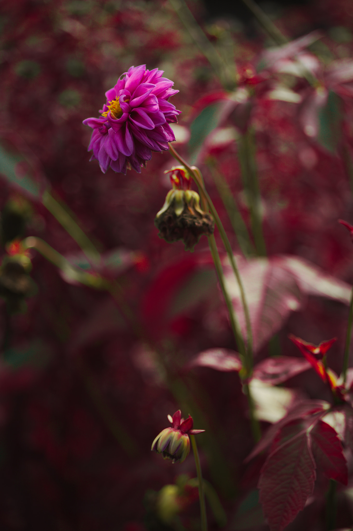 Canon EOS 5D + Sigma 105mm F2.8 EX DG Macro sample photo. Img_2965-1.jpg photography