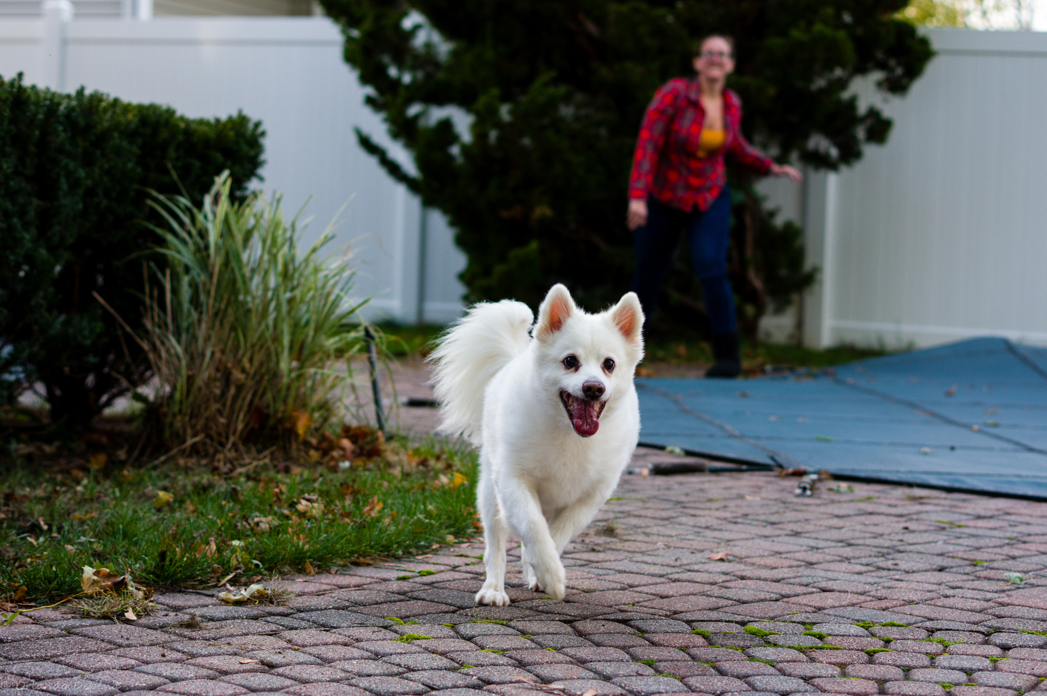 Pentax K-3 II + Pentax smc DA 50mm F1.8 sample photo. Chasing the ball photography