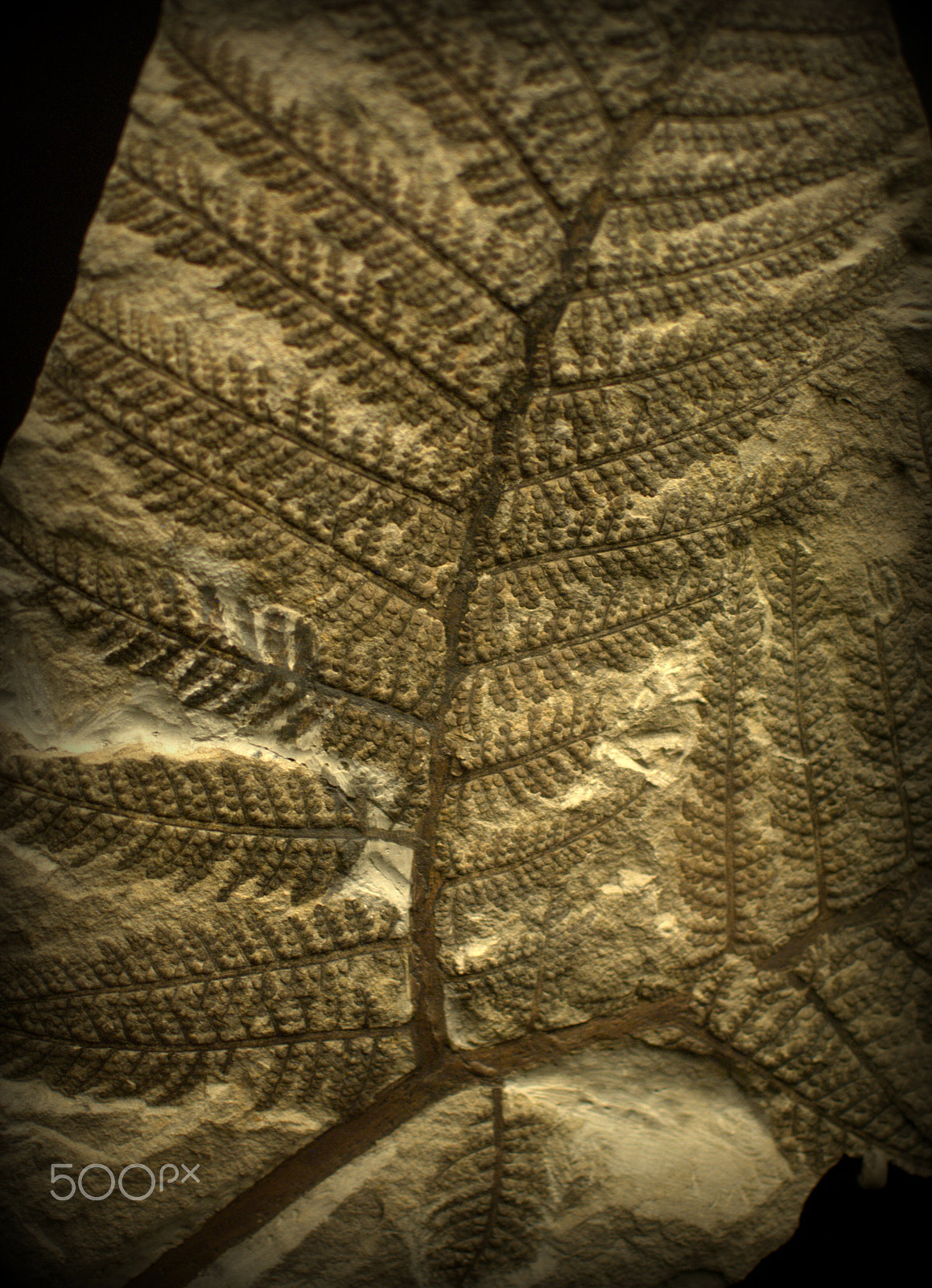 Nikon D3000 sample photo. Fern fossil photography