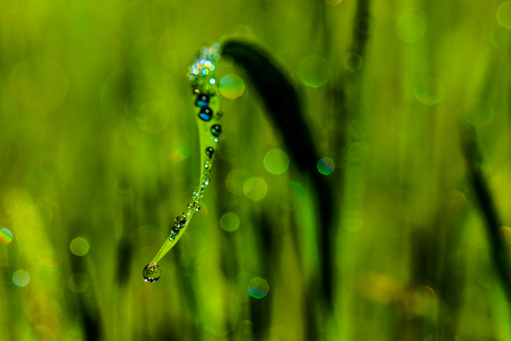 Canon EF 100mm F2.8 Macro USM sample photo. Laden with jewels photography