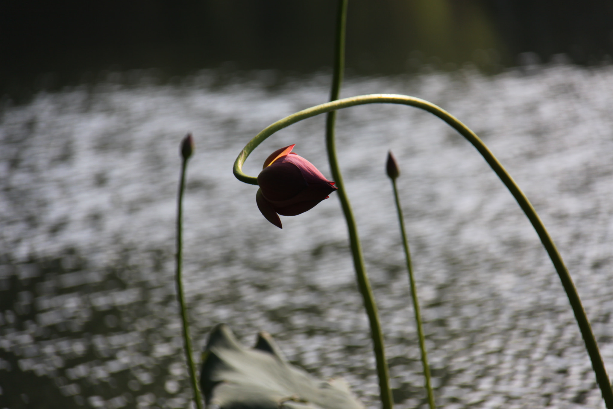 Canon EOS 50D sample photo. 夏荷 photography