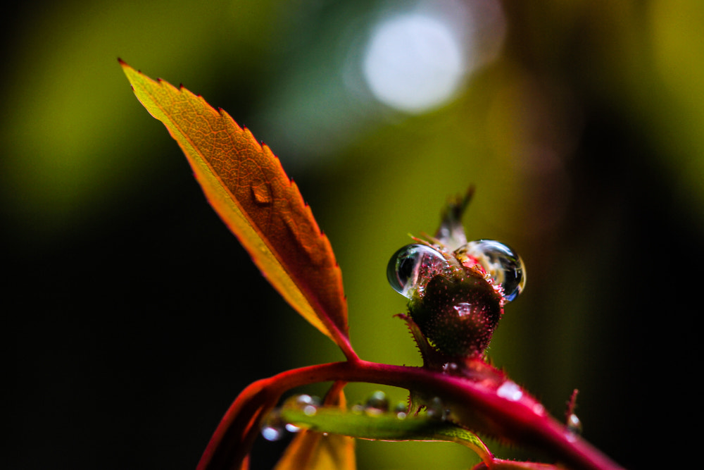 Canon EOS 7D + Canon EF 100mm F2.8 Macro USM sample photo. Raindrop being photography