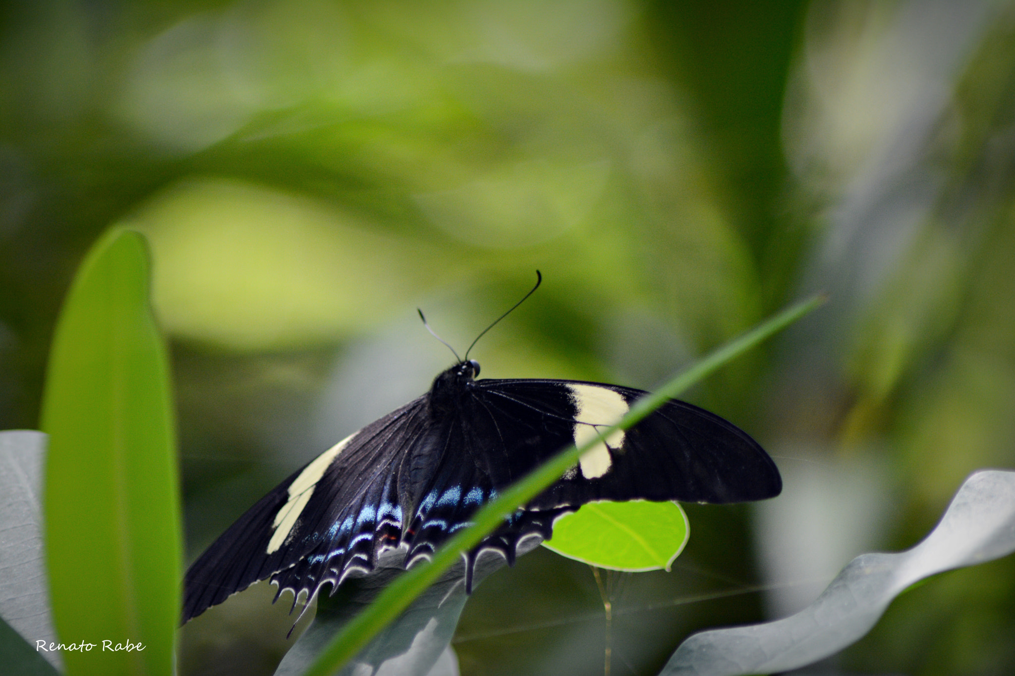 Nikon AF Nikkor 70-300mm F4-5.6G sample photo. Rab photography