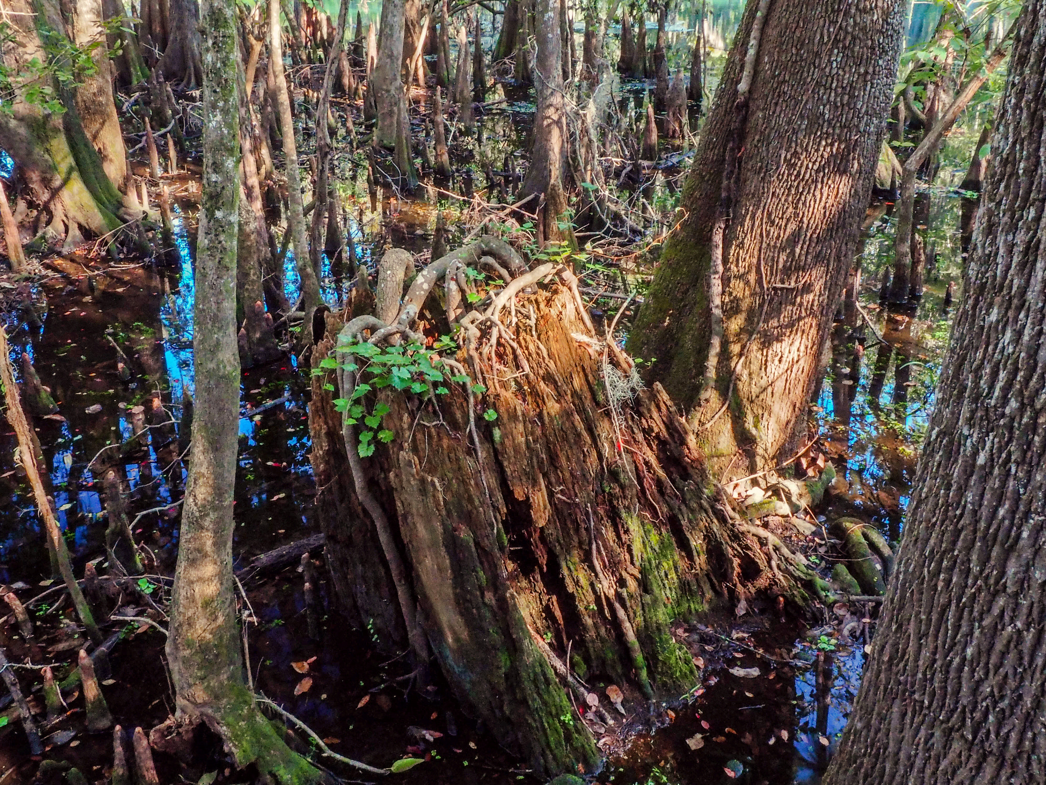 Olympus OM-D E-M5 II sample photo. Keep calm and stump on photography