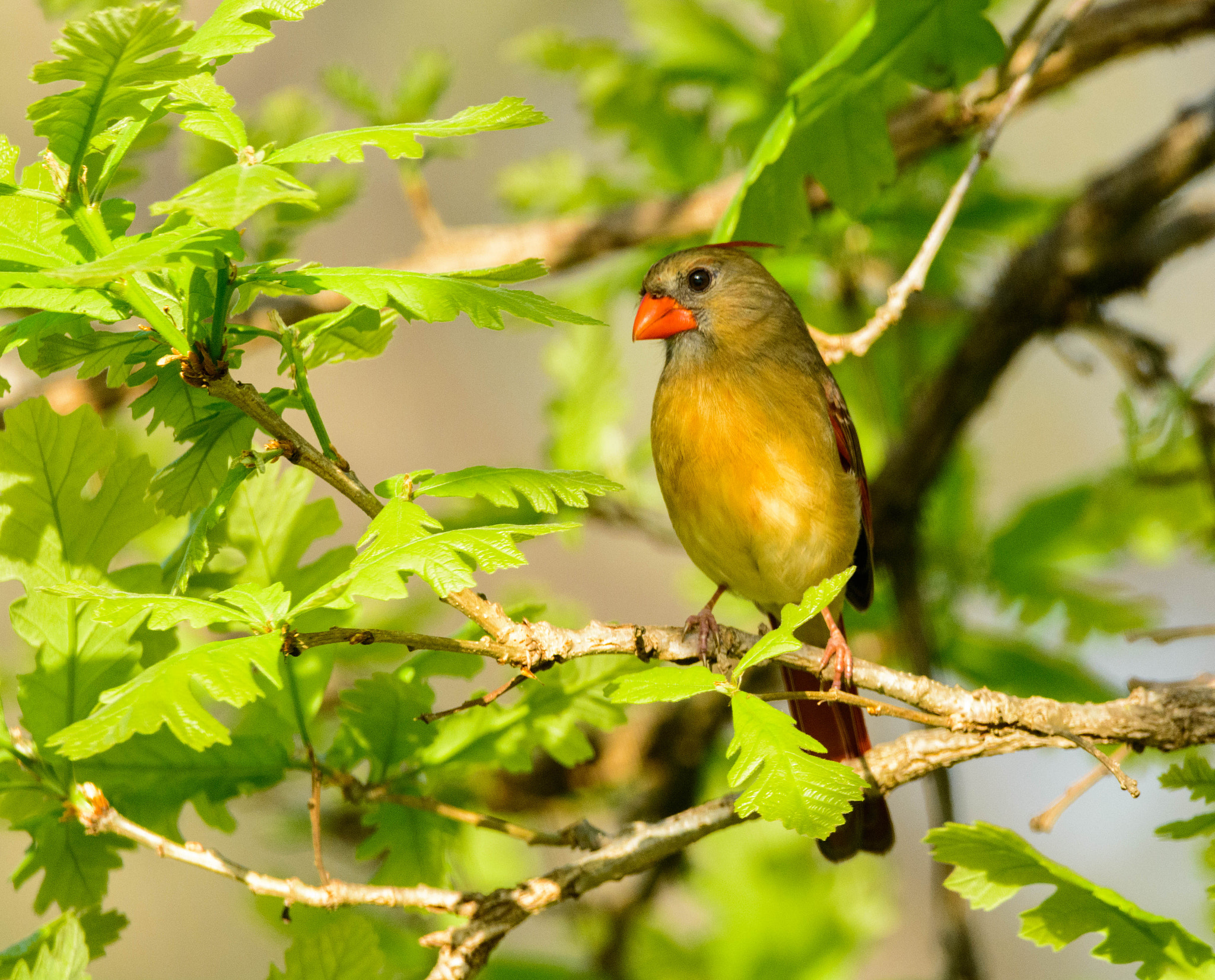 Sigma 150-600mm F5-6.3 DG OS HSM | C sample photo. Female cardinal photography