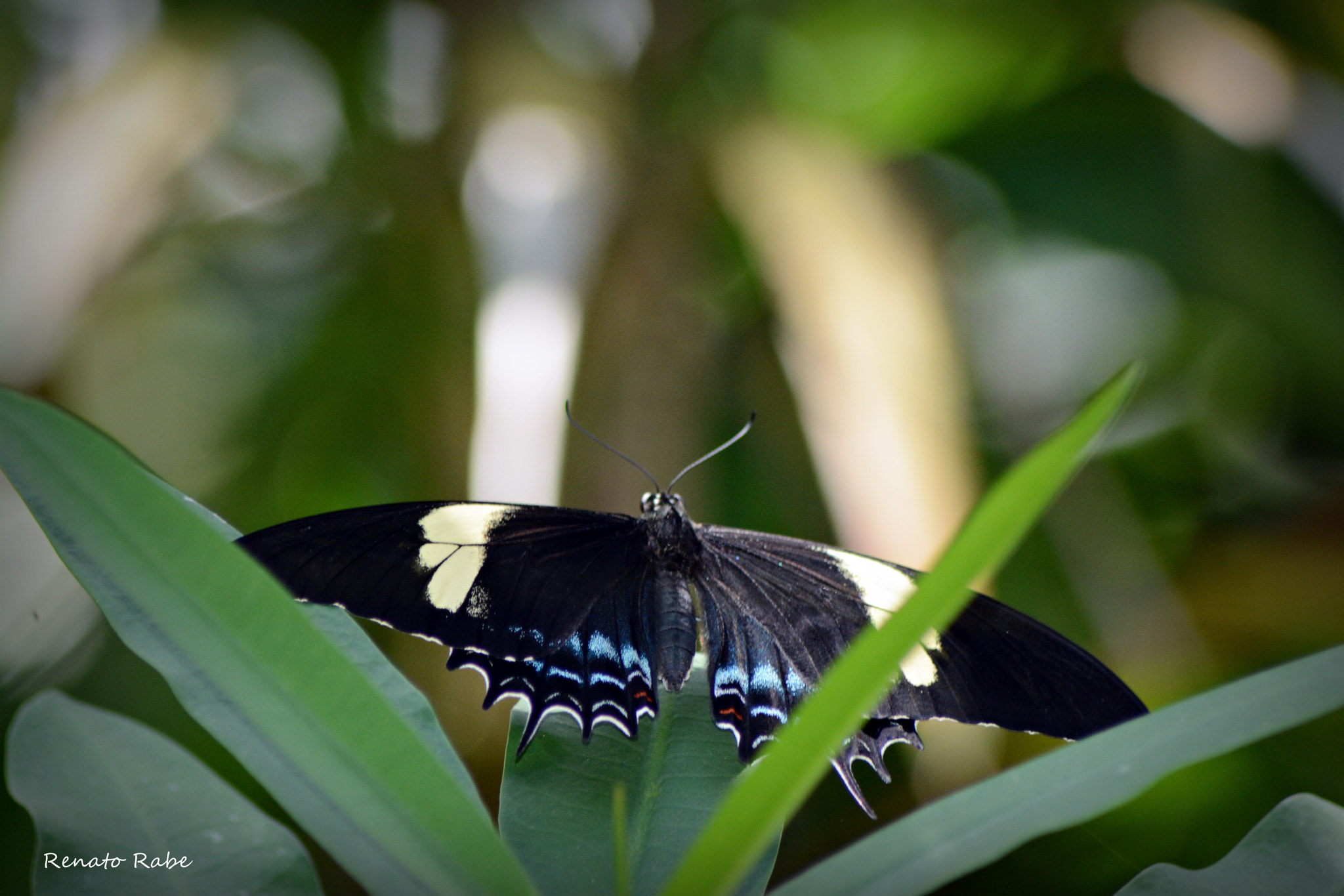 Nikon AF Nikkor 70-300mm F4-5.6G sample photo. Rab photography