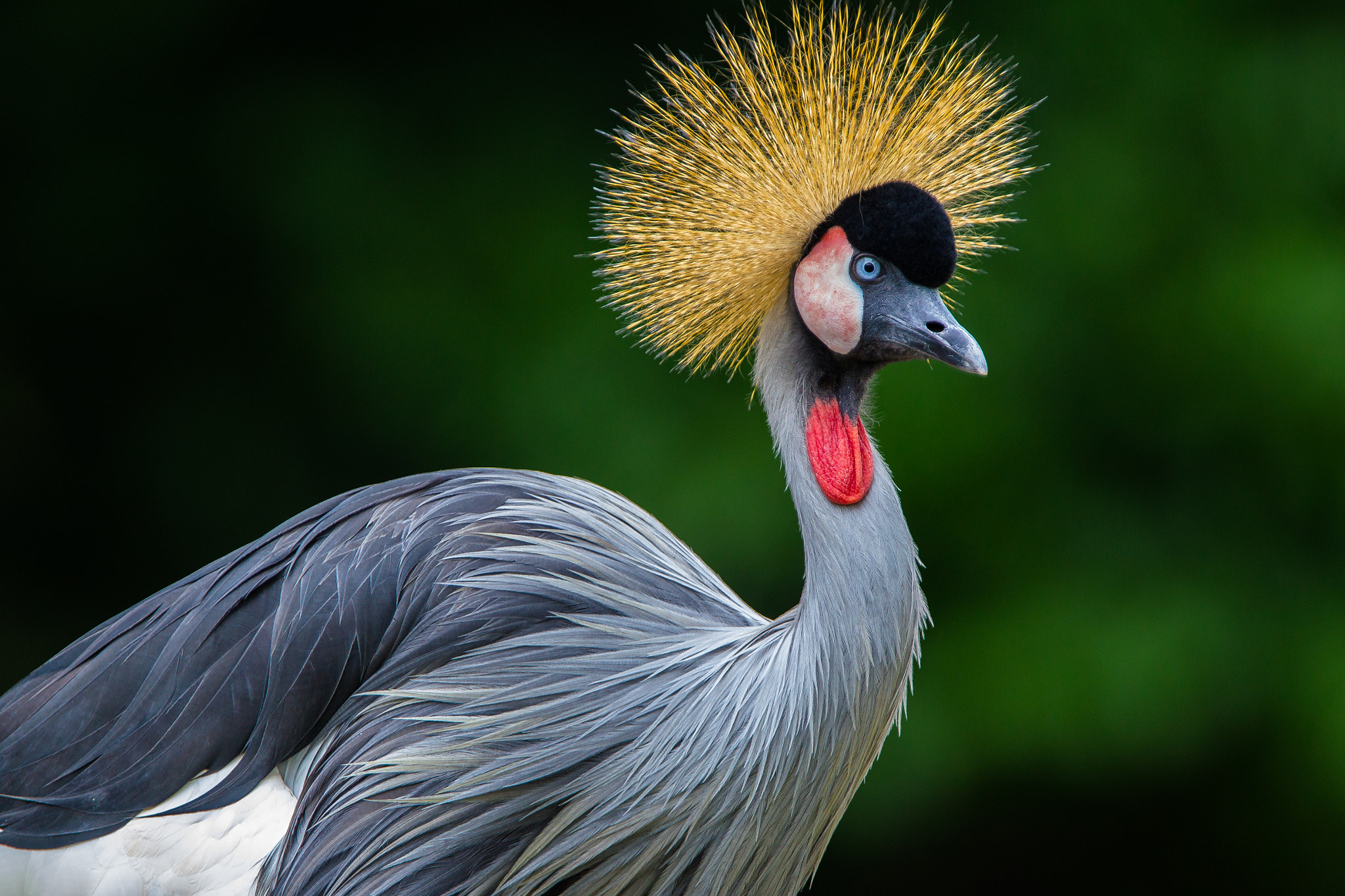Canon EOS-1D Mark IV + Canon EF 300mm F2.8L IS USM sample photo. Grey crowned crane photography