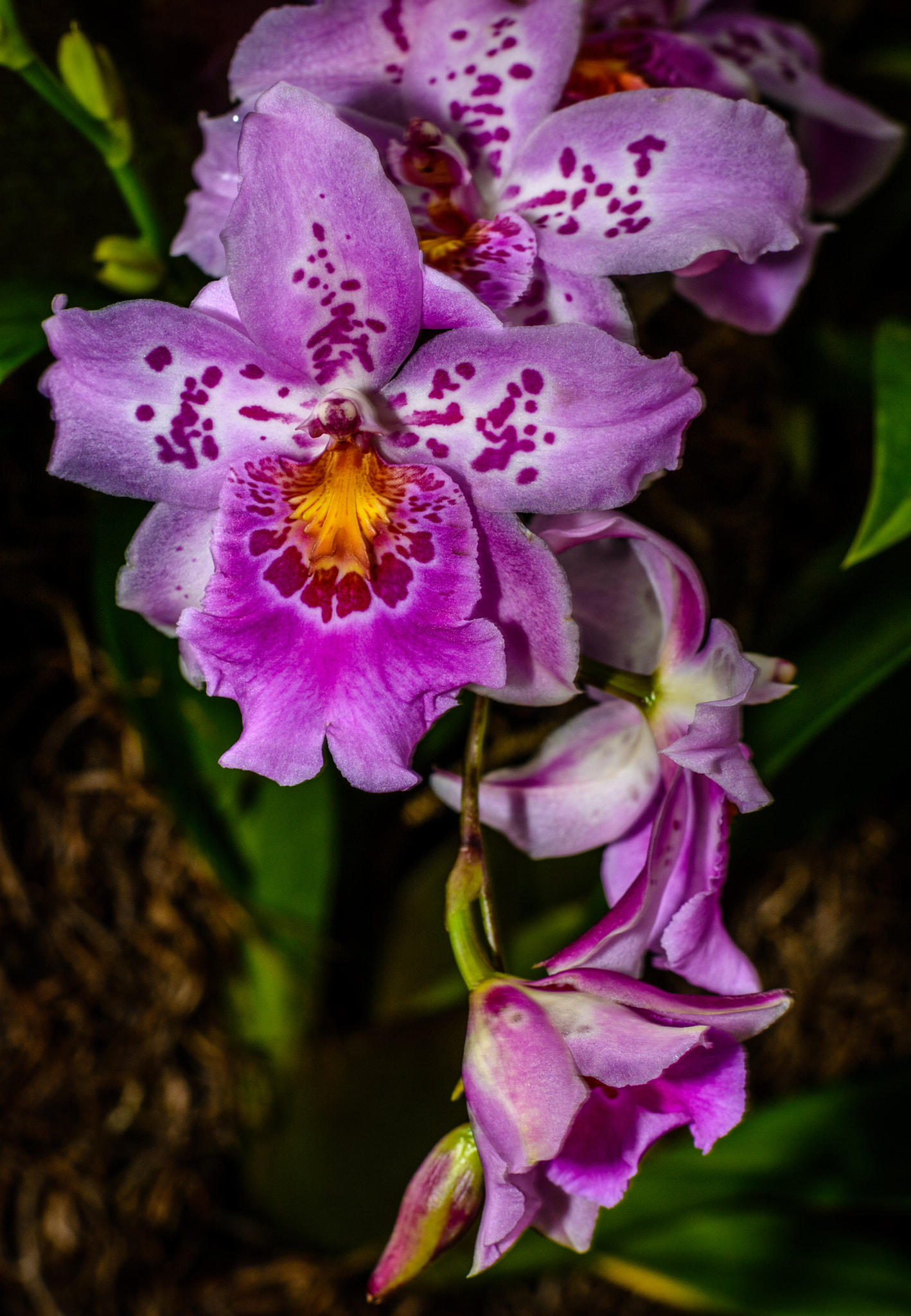 Nikon D7100 + Nikon AF-S Nikkor 85mm F1.8G sample photo. Orchid  blossoms photography