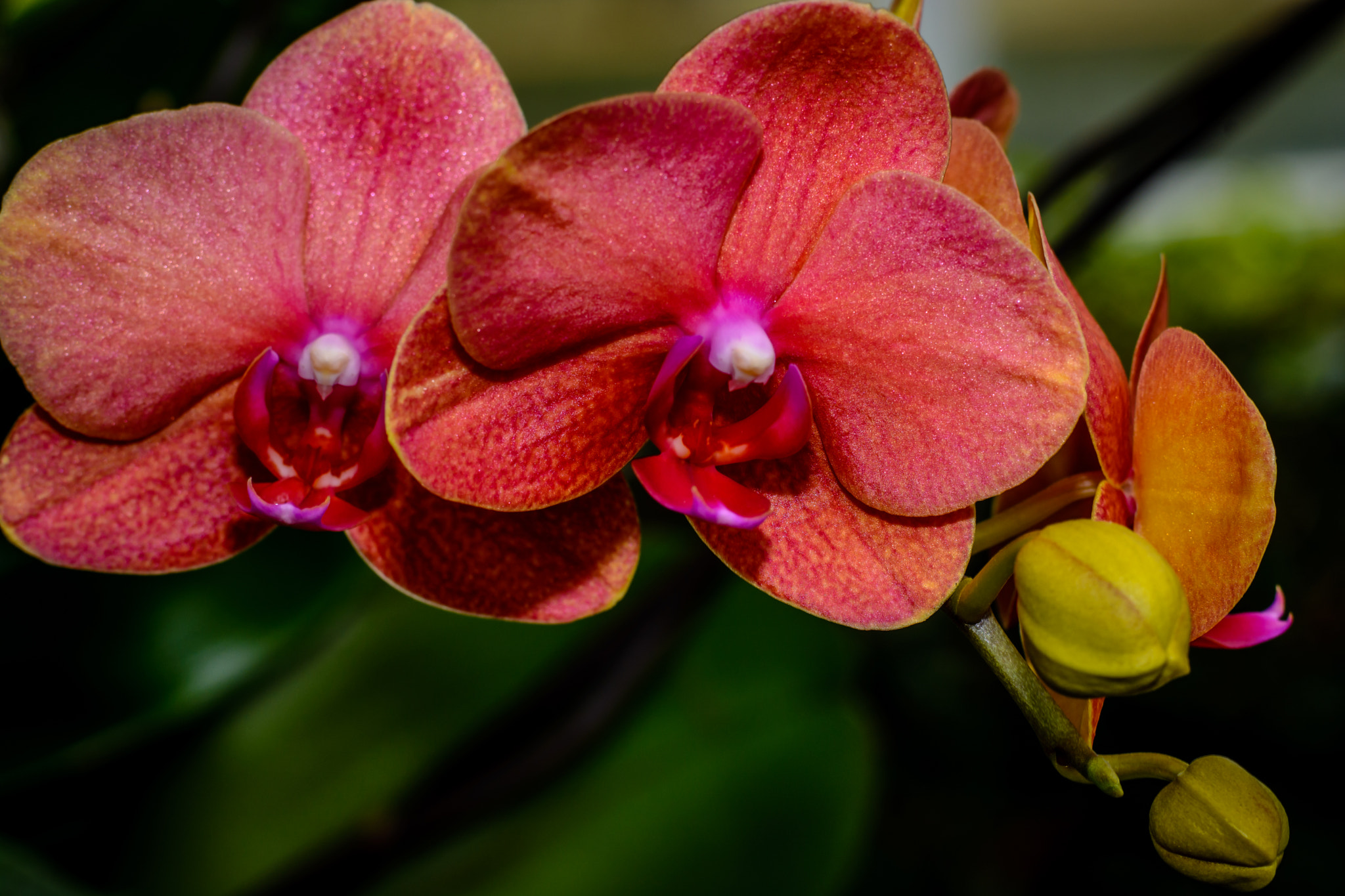 Nikon D7100 + Nikon AF-S Nikkor 85mm F1.8G sample photo. Orchids ll photography