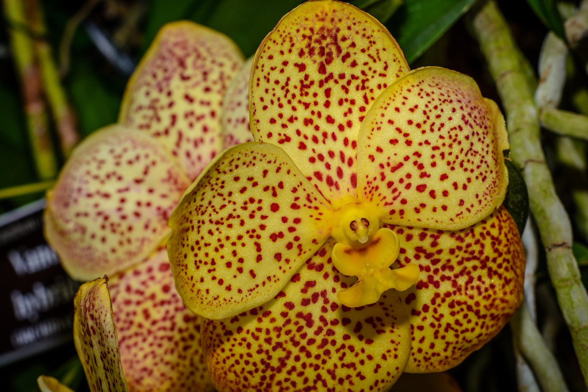Nikon D7100 sample photo. Orchids l photography