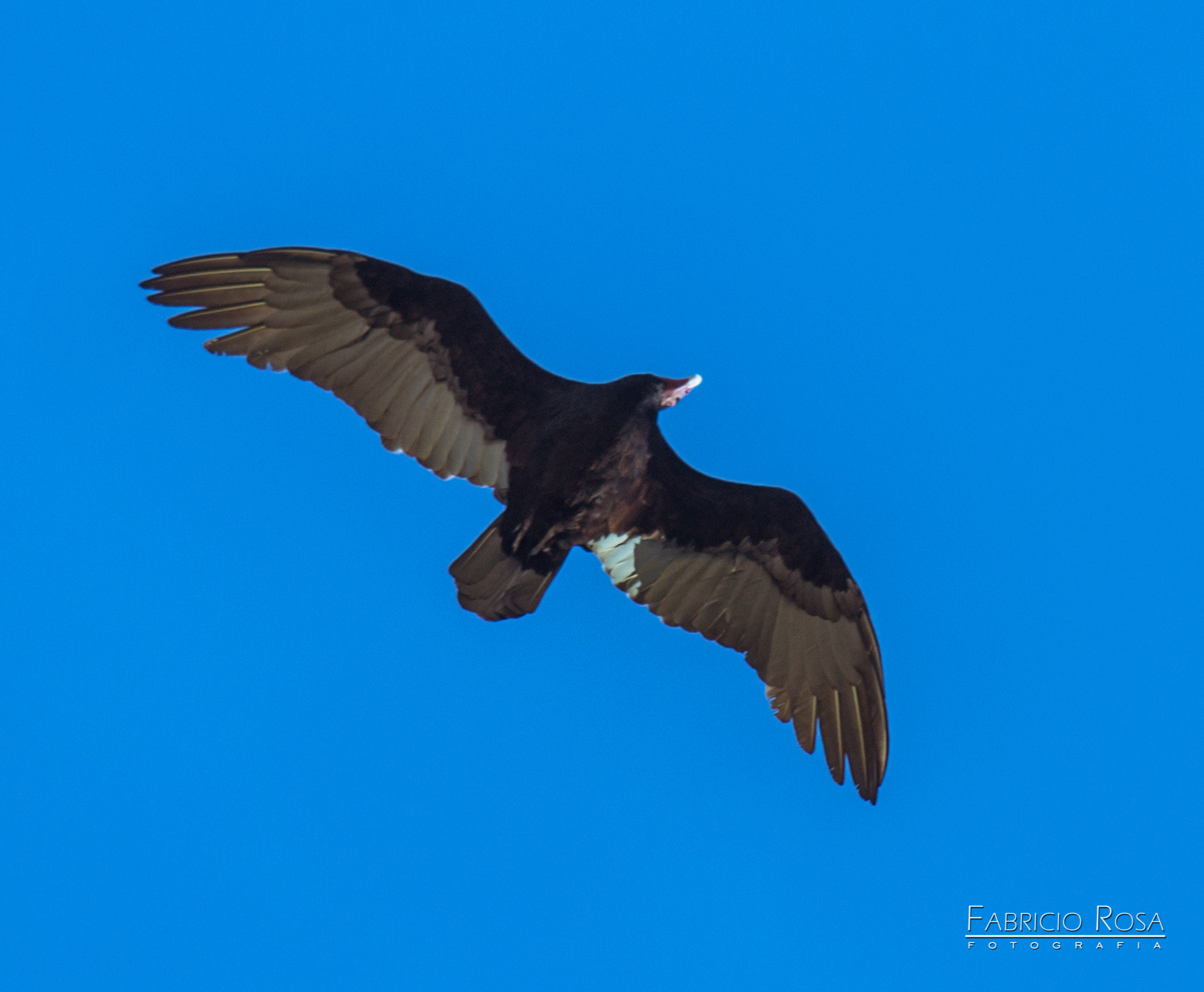 Canon EF 70-200mm F2.8L IS USM sample photo. Aves photography